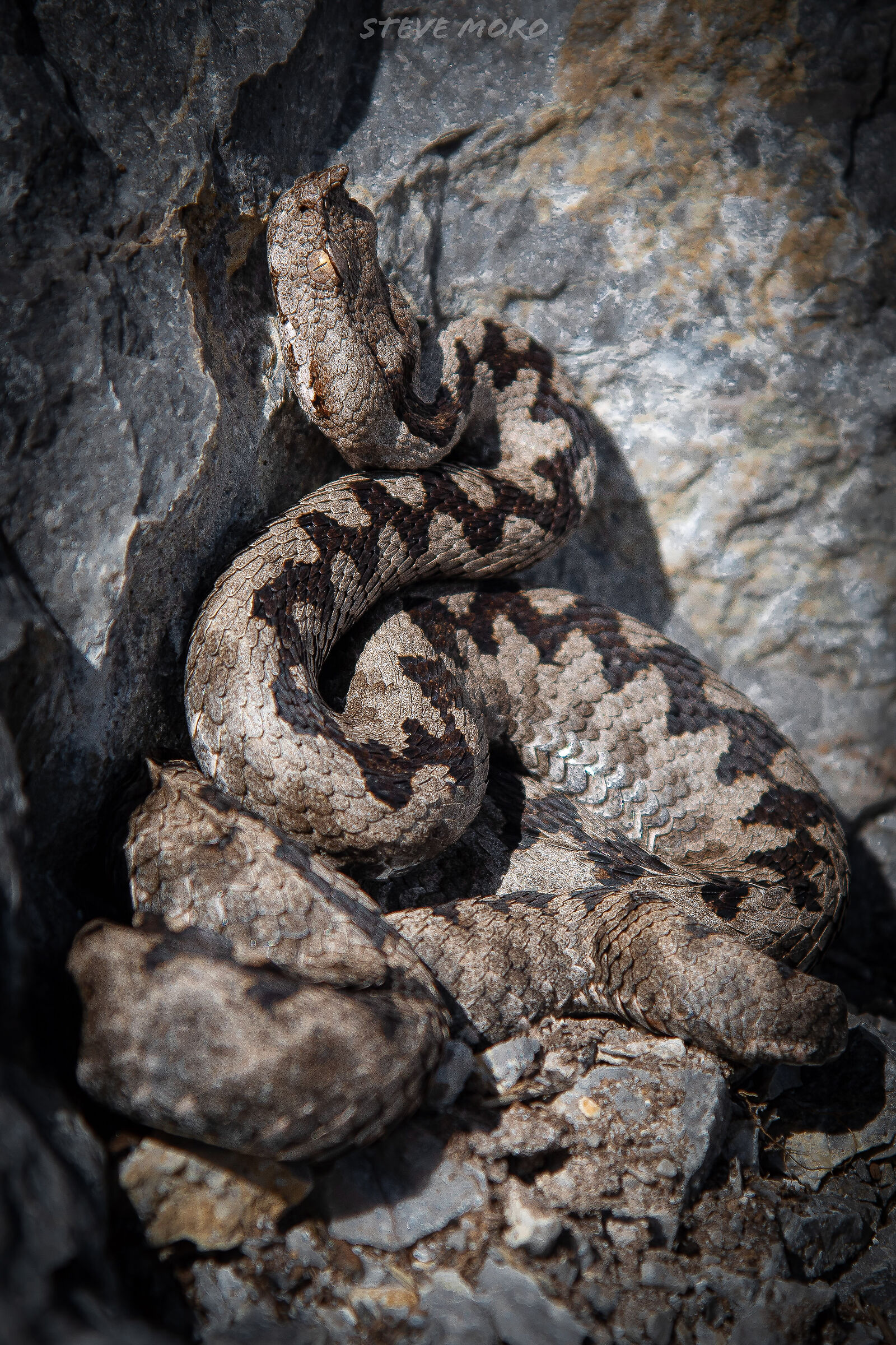 Horned viper (vipera ammodytes)