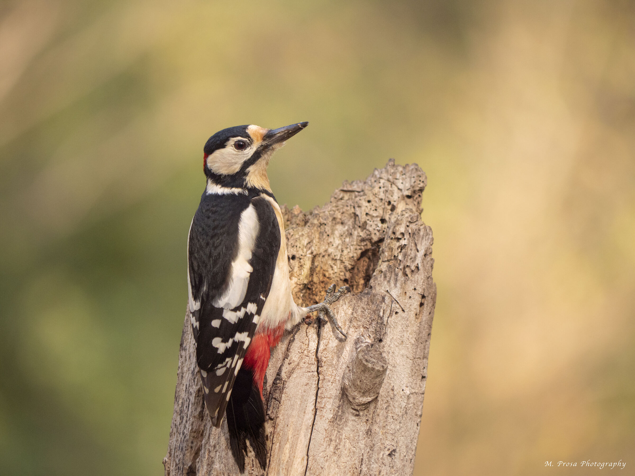Greater spotted woodpecker (Dendrocopos major)
