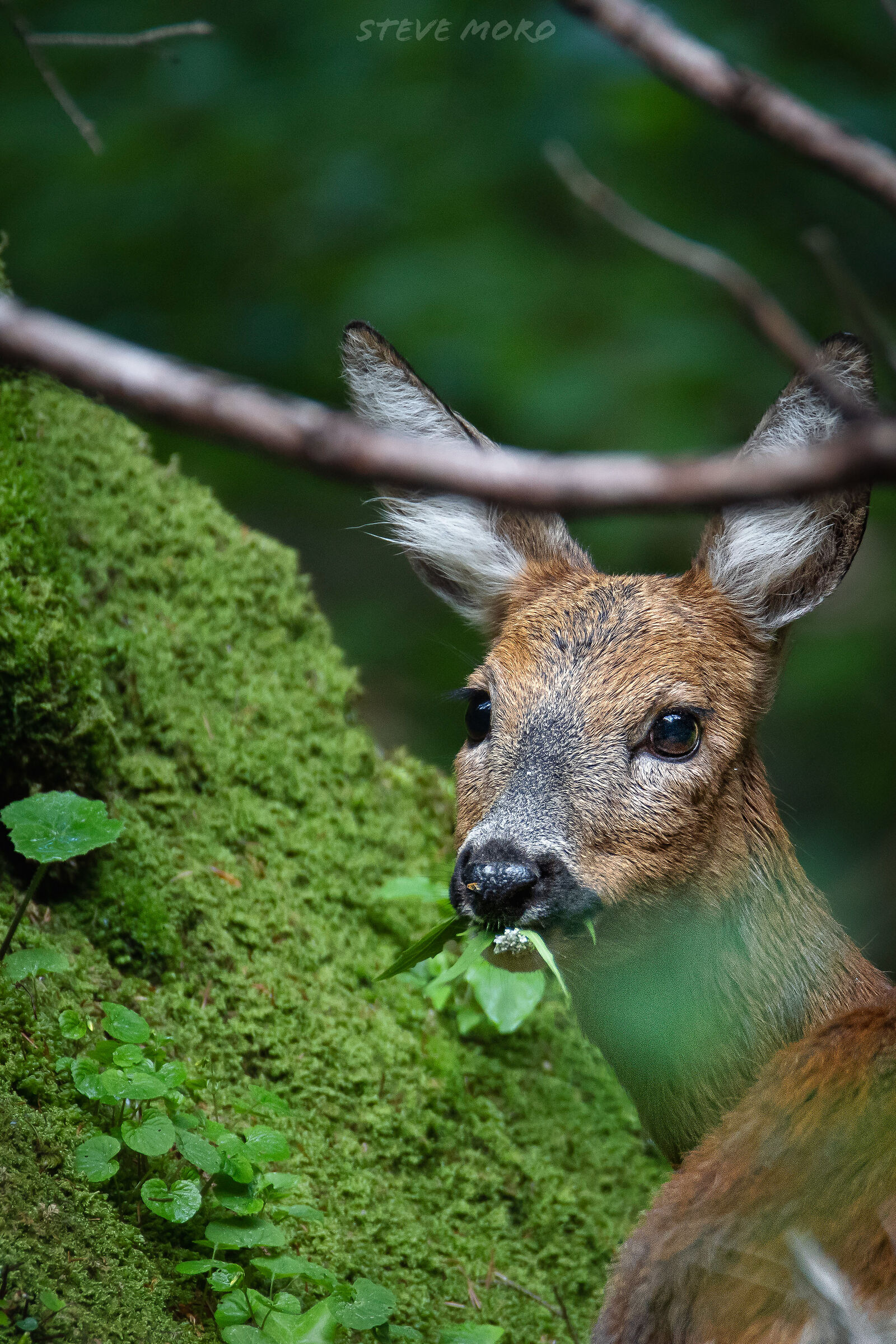 Roe deer