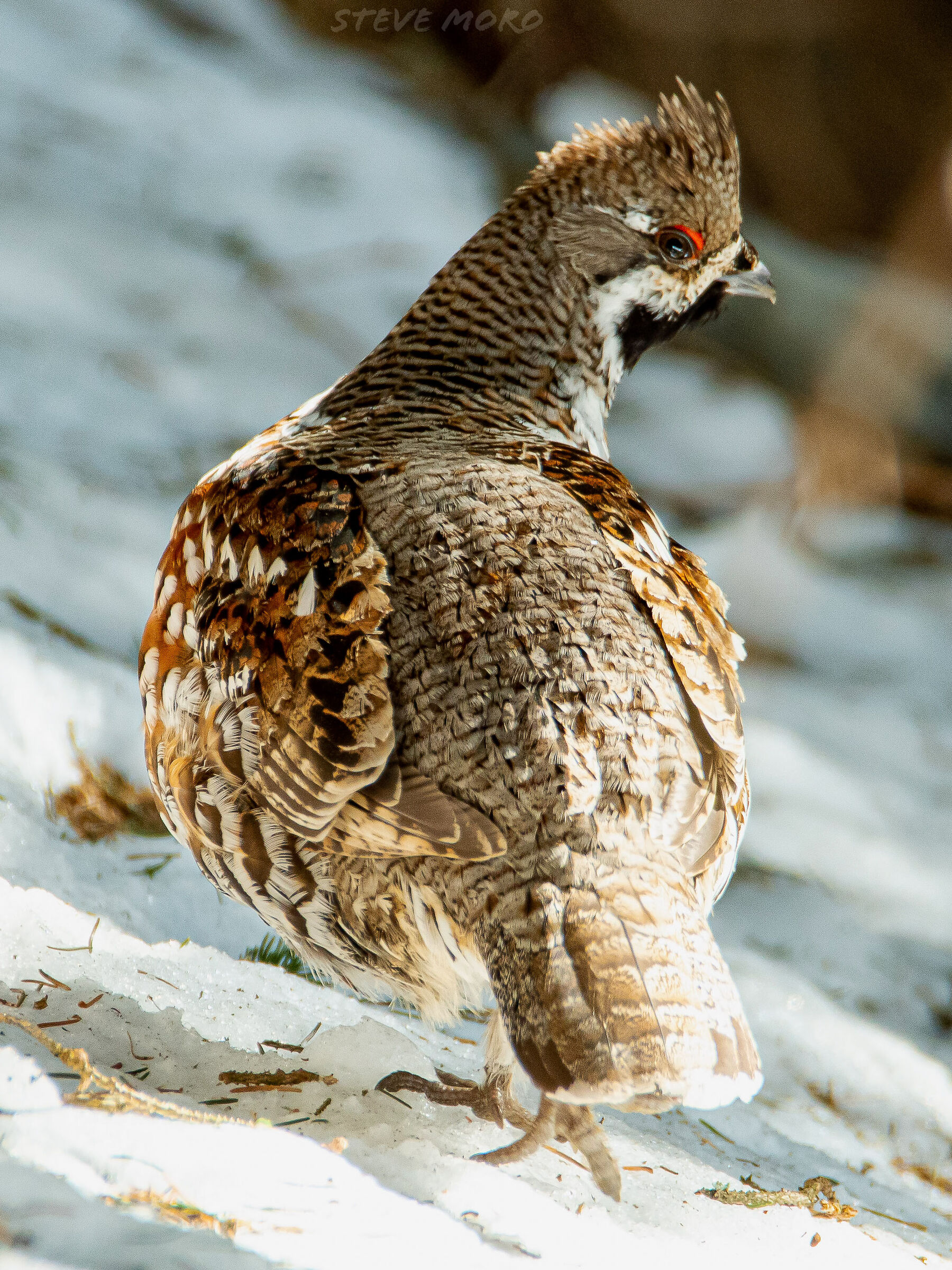 Mountain francolin