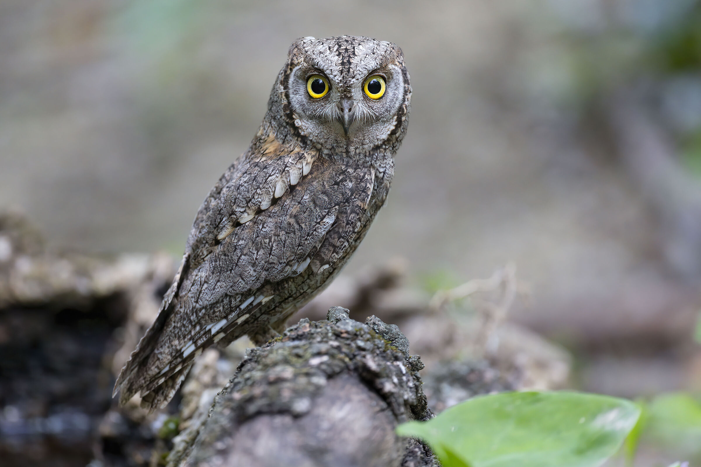 "Assiolo" Ricordi di primavera