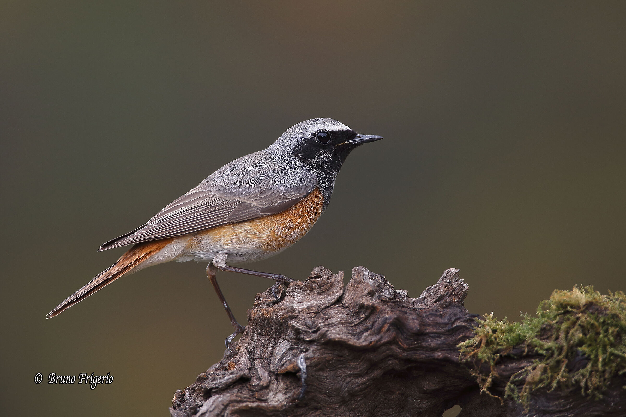 redstart