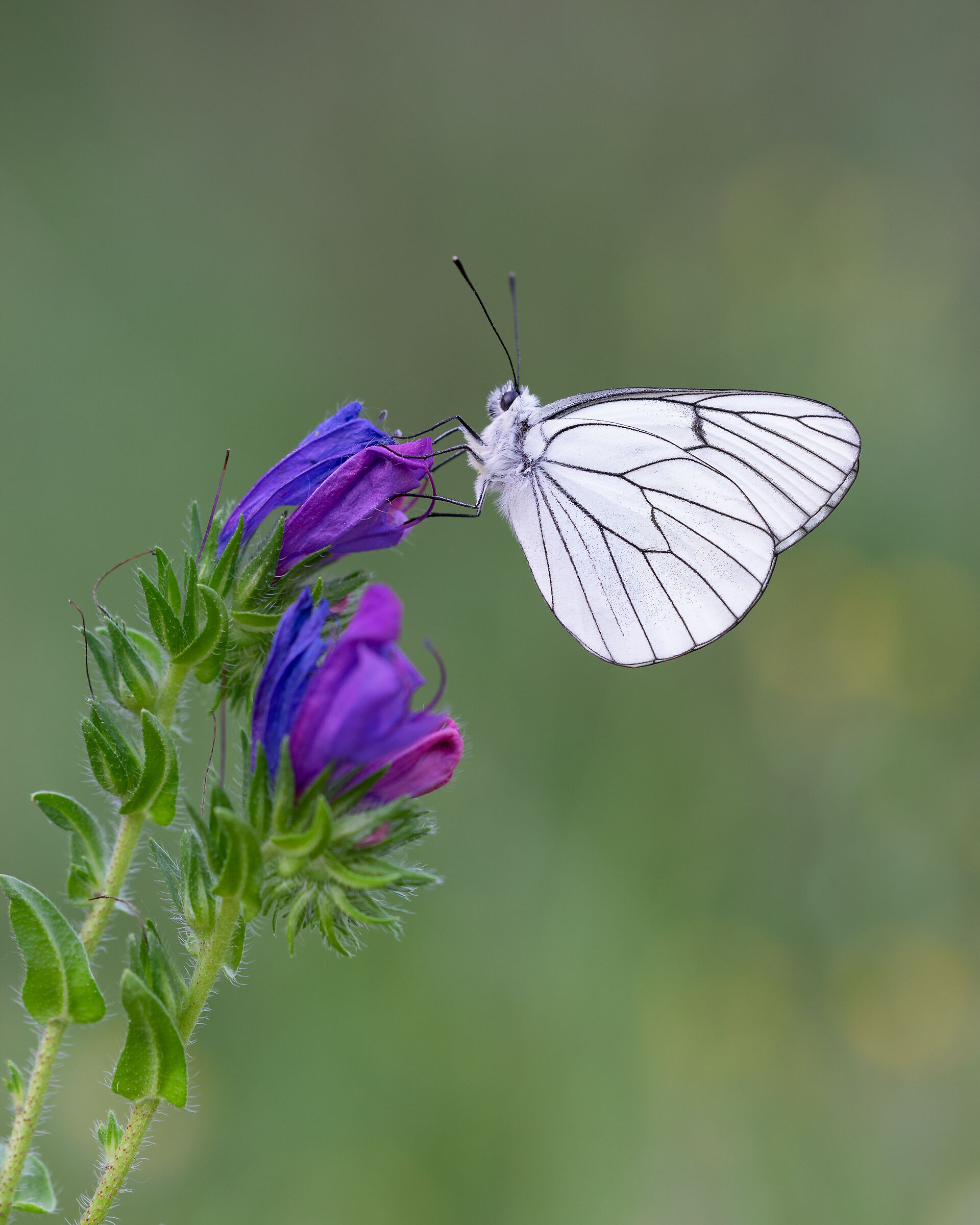 Colorful Aporia