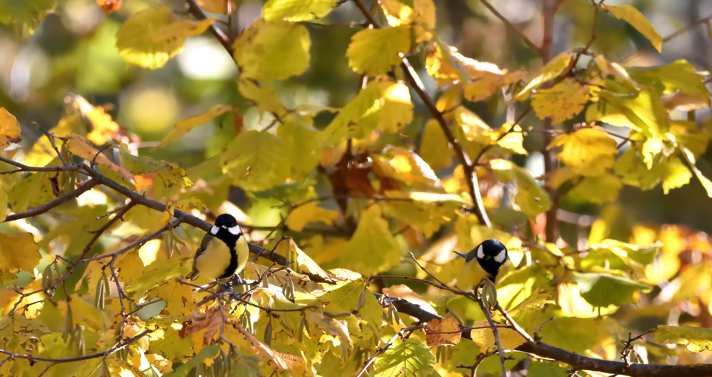 che coppia..........