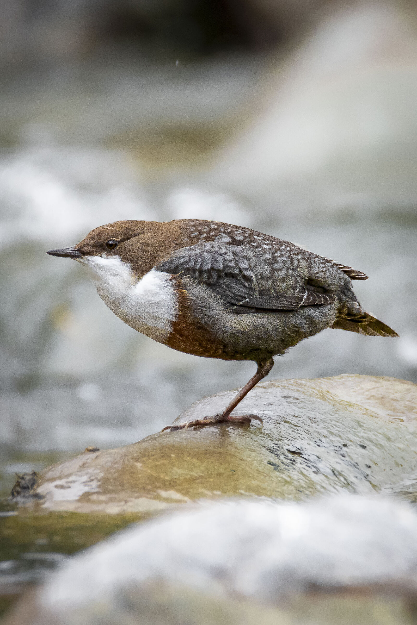 White-throated dipper