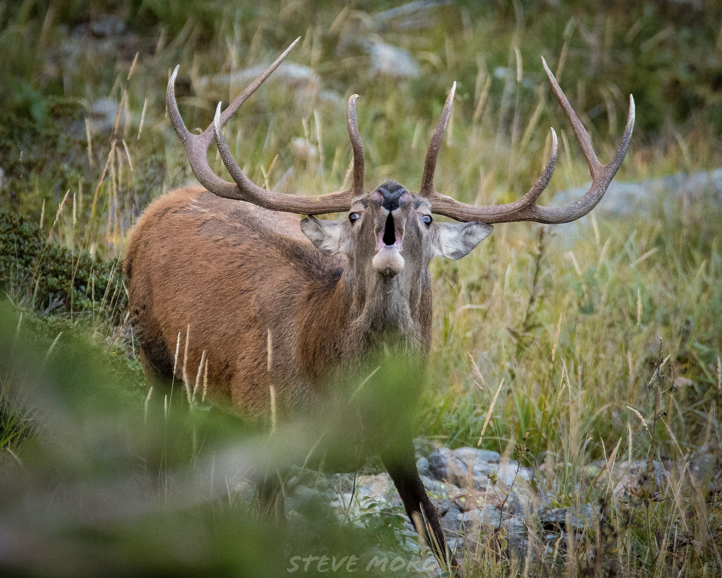 Deer roar