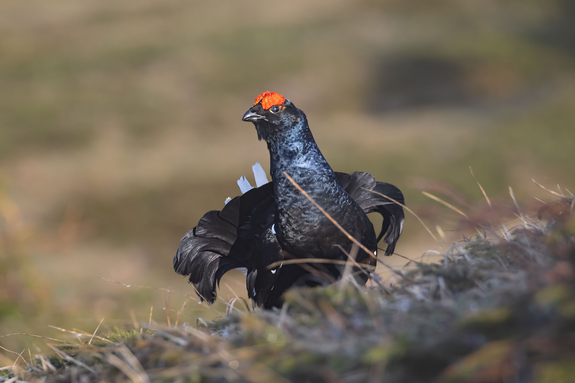 Black grouse