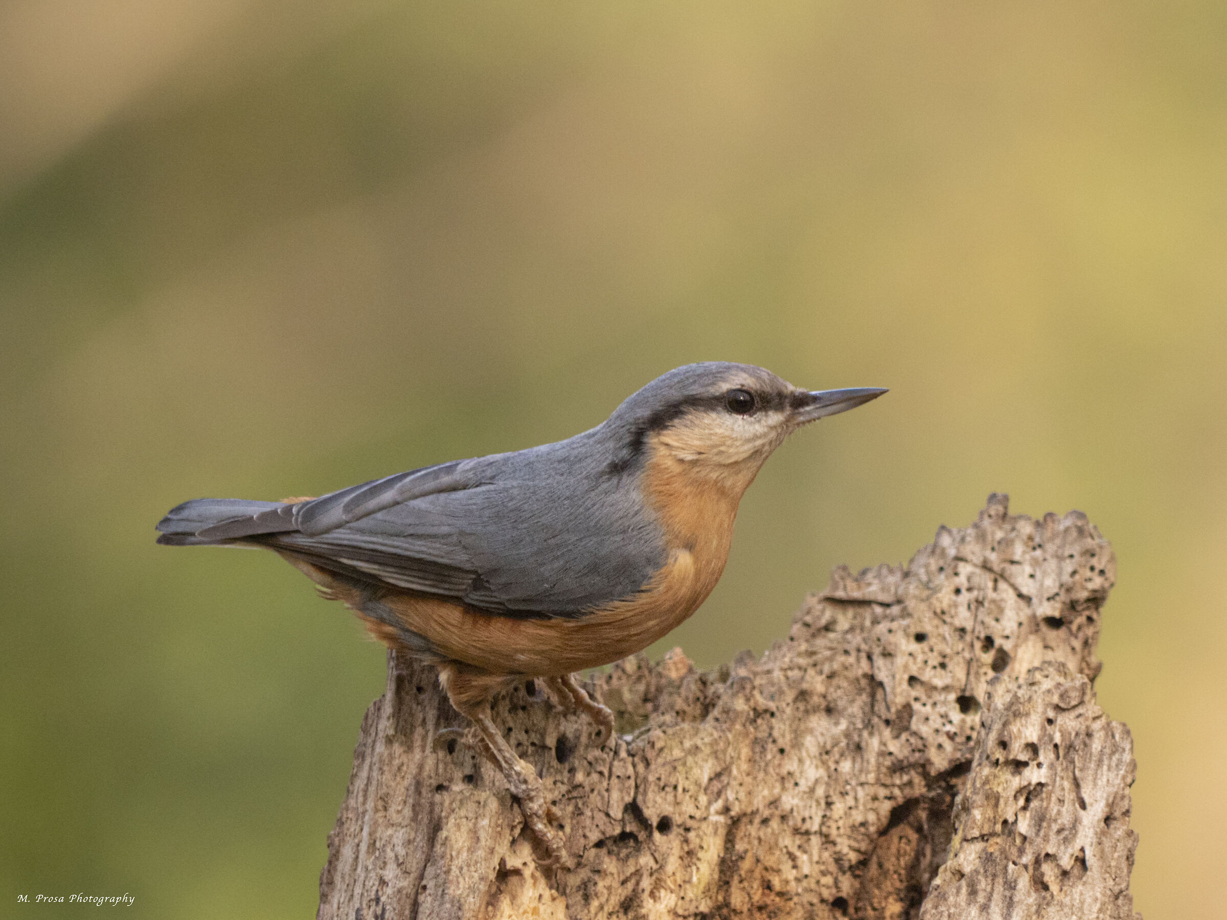Kashmiri nutlayer (Sitta cashmirensis)