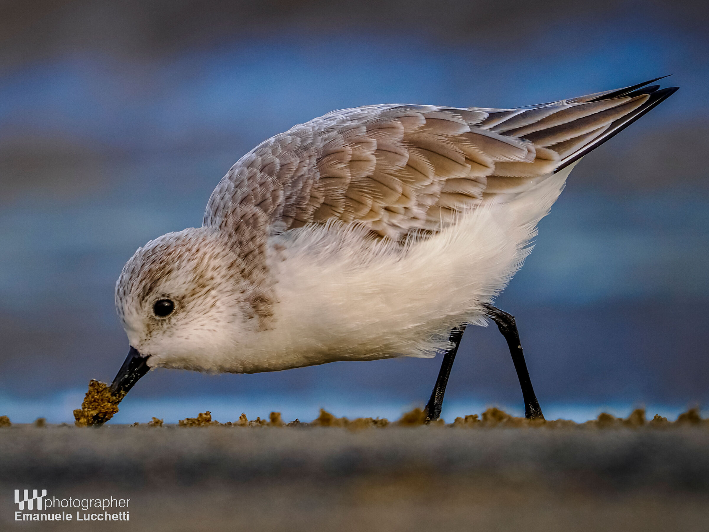 Three-toed sandpiper