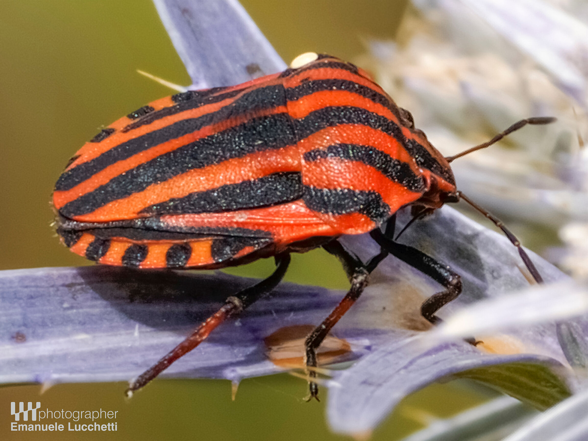 Macro
