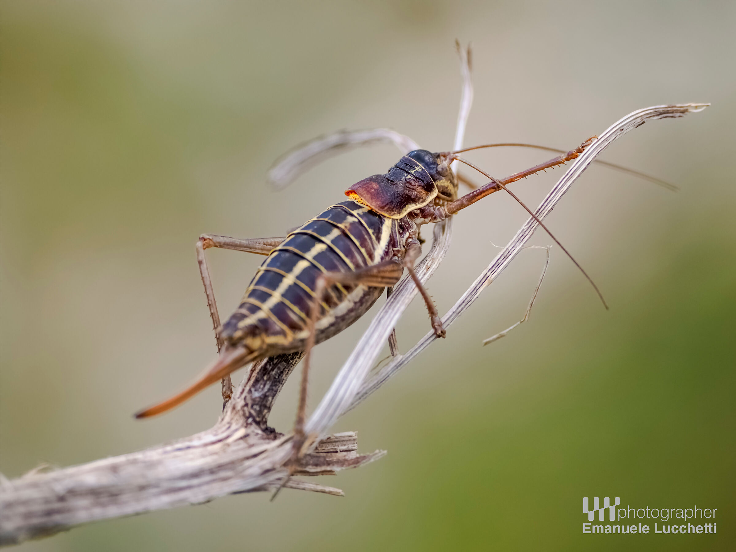 Macro
