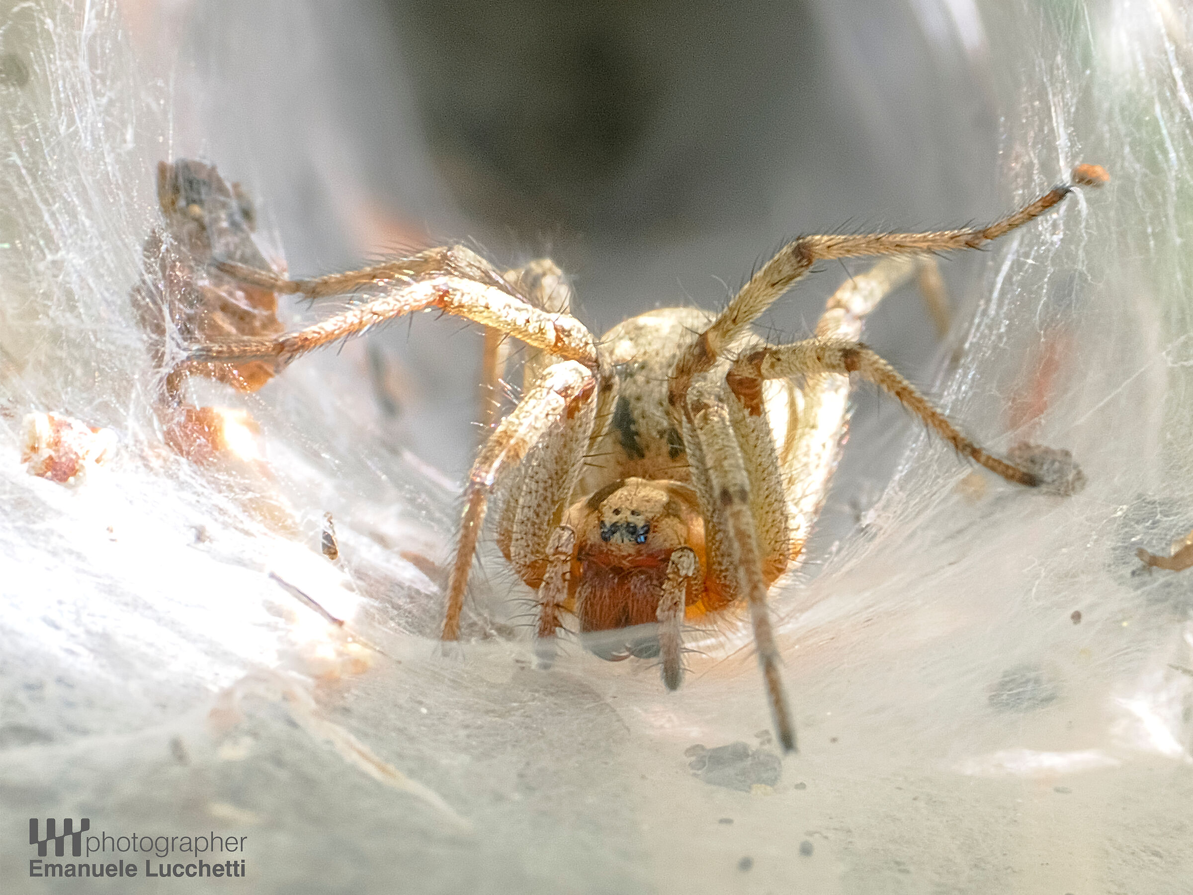 Macro