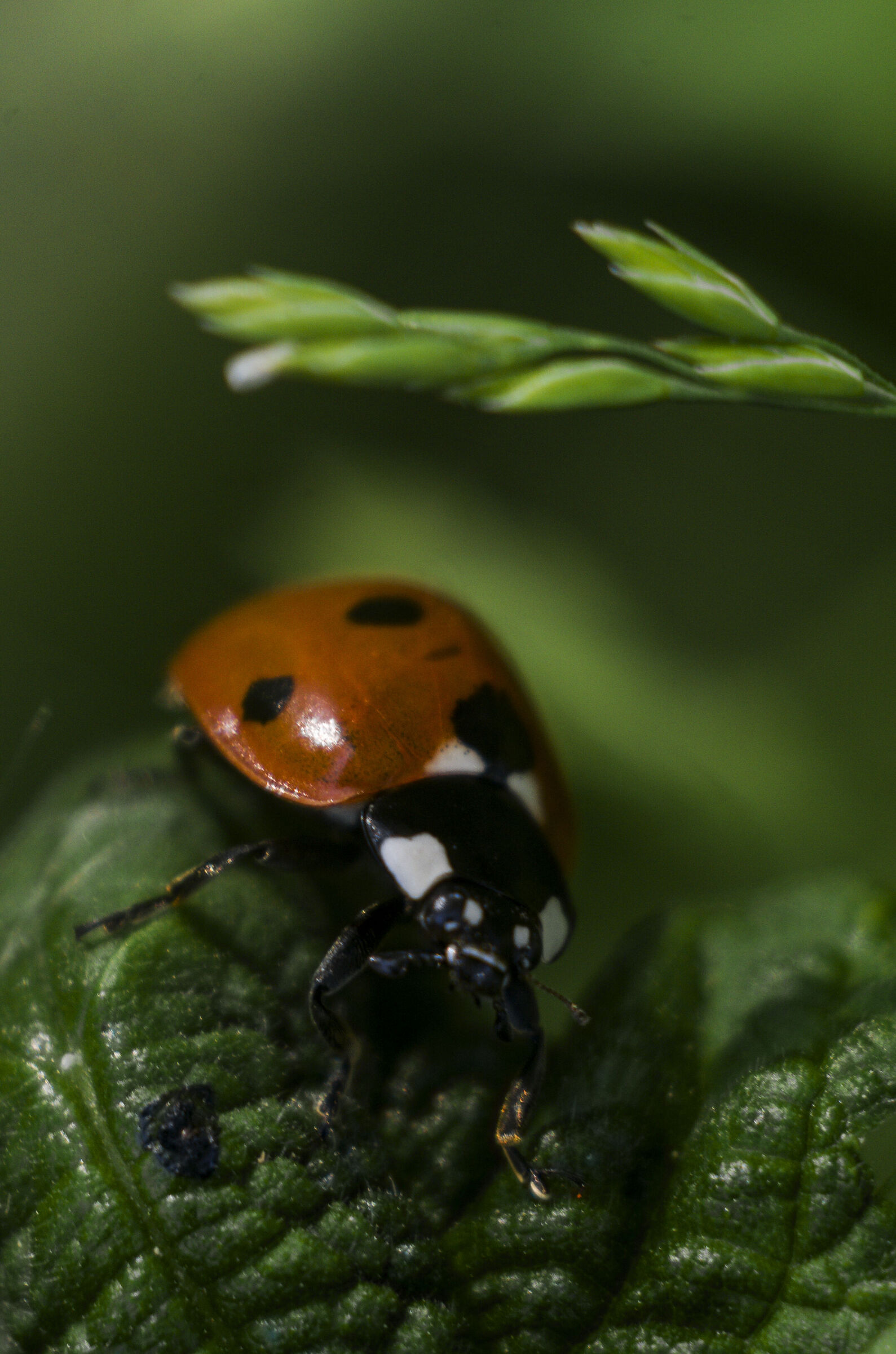 FED Industar 26M 50mm f2.8, Pentax k70