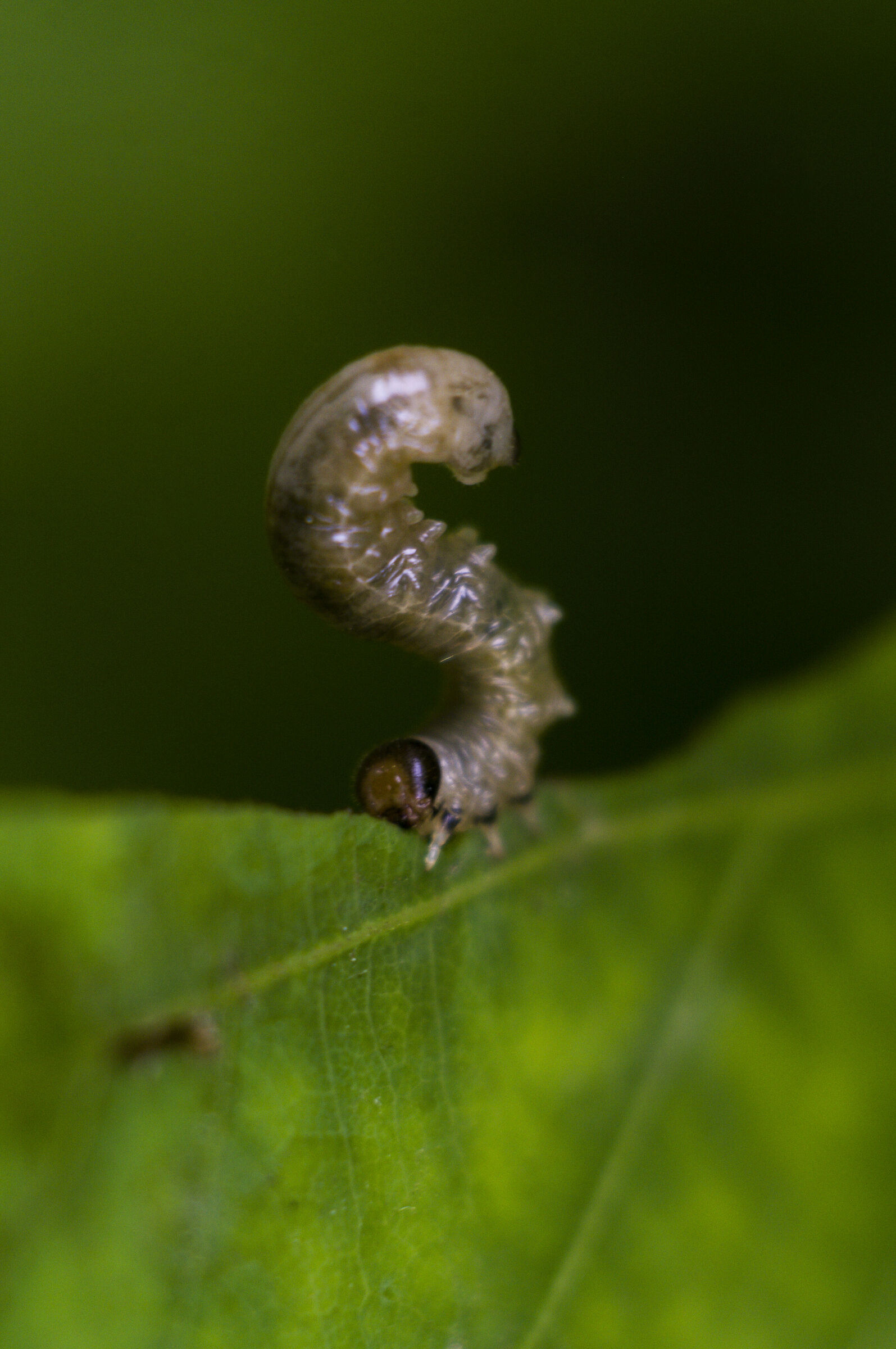 FED Industar 26M 50mm f2.8, Pentax k70