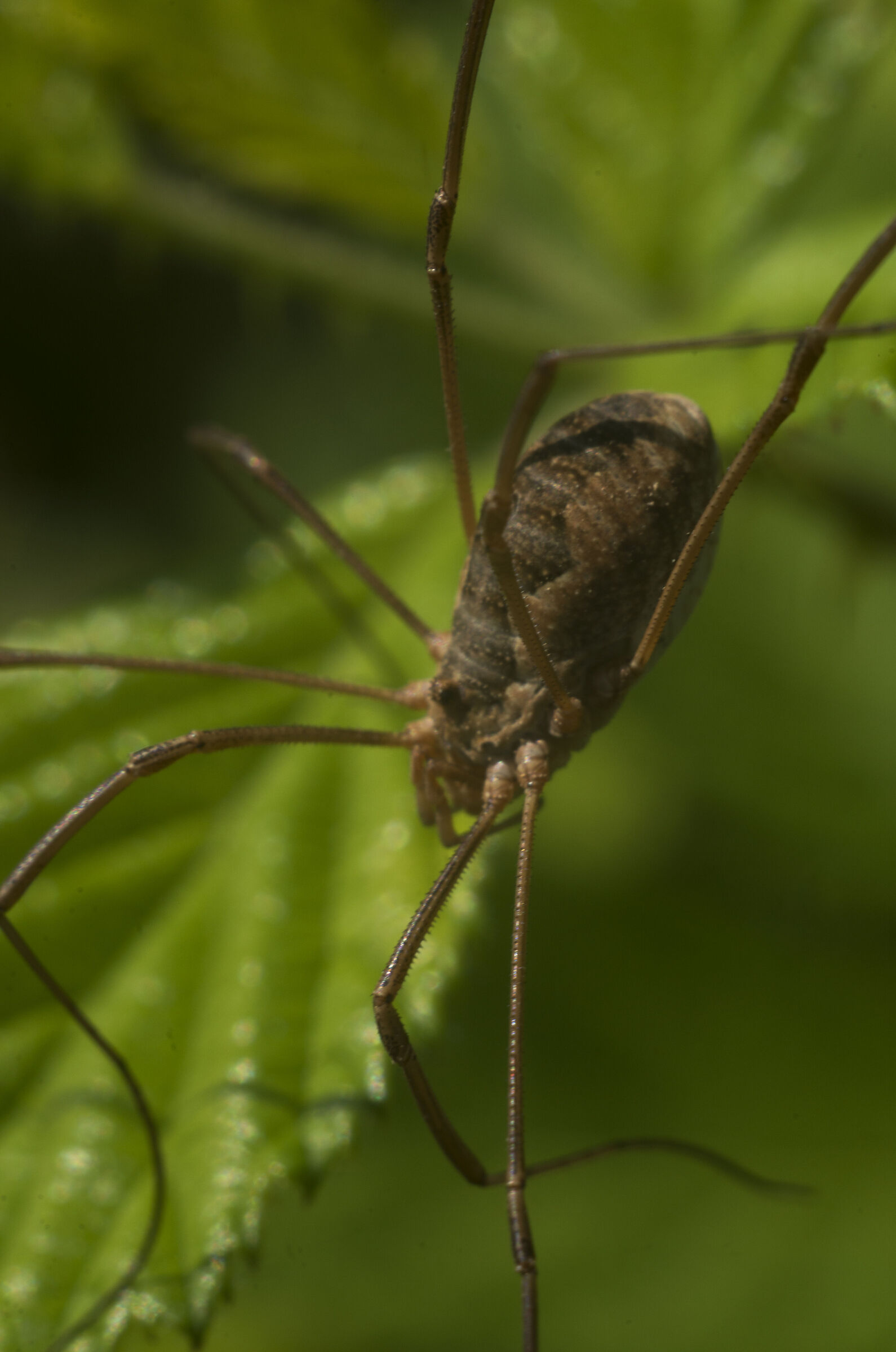 FED Industar 26M 50mm f2.8, Pentax k70