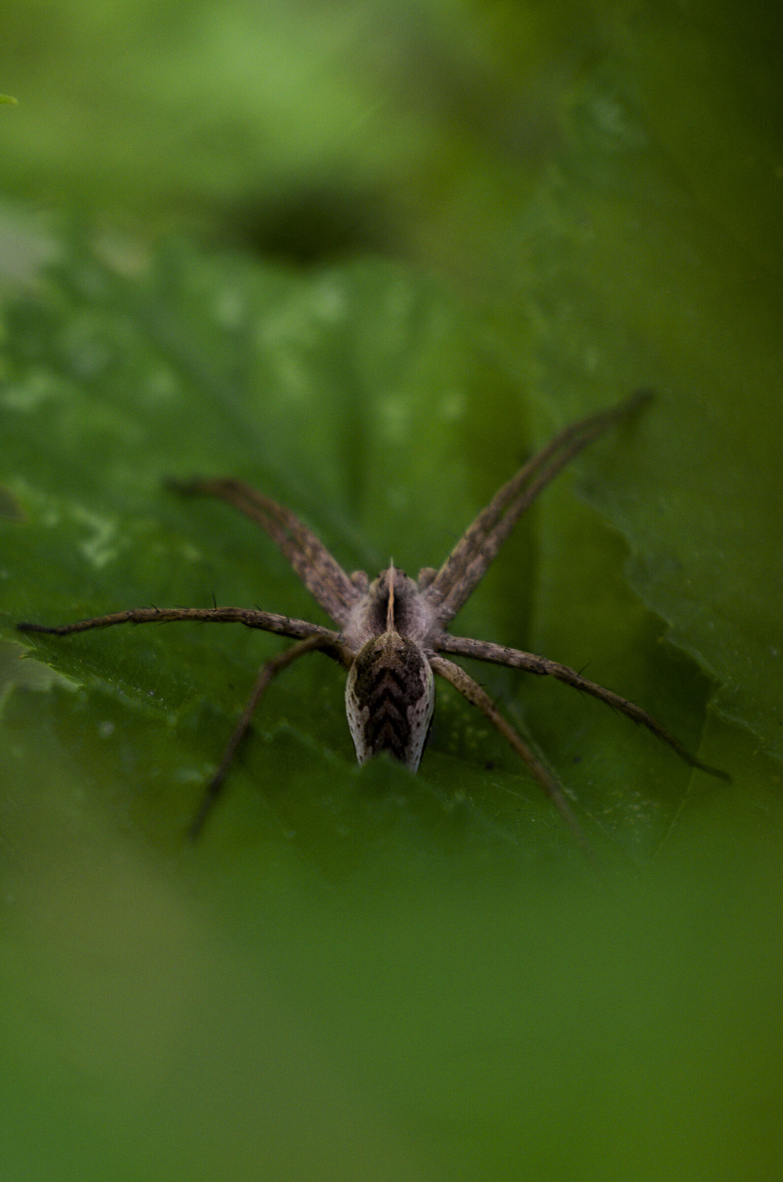 FED Industar 26M 50mm f2.8, Pentax k70