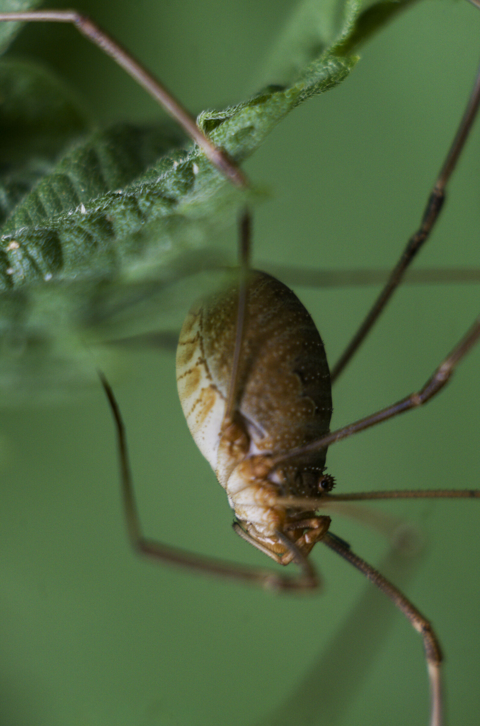 FED Industar 26M 50mm f2.8, Pentax k70