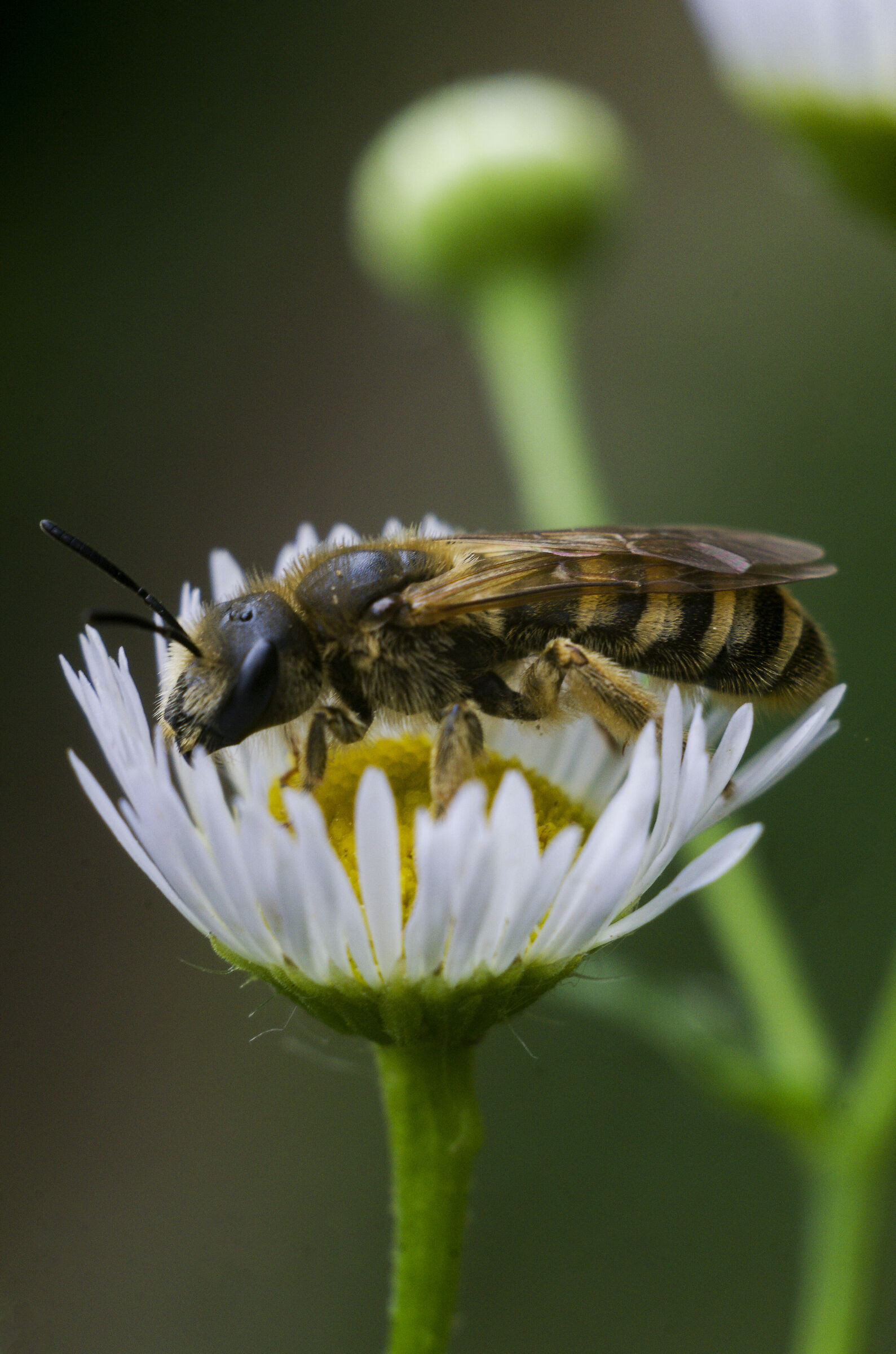 FED Industar 26M 50mm f2.8, Pentax k70