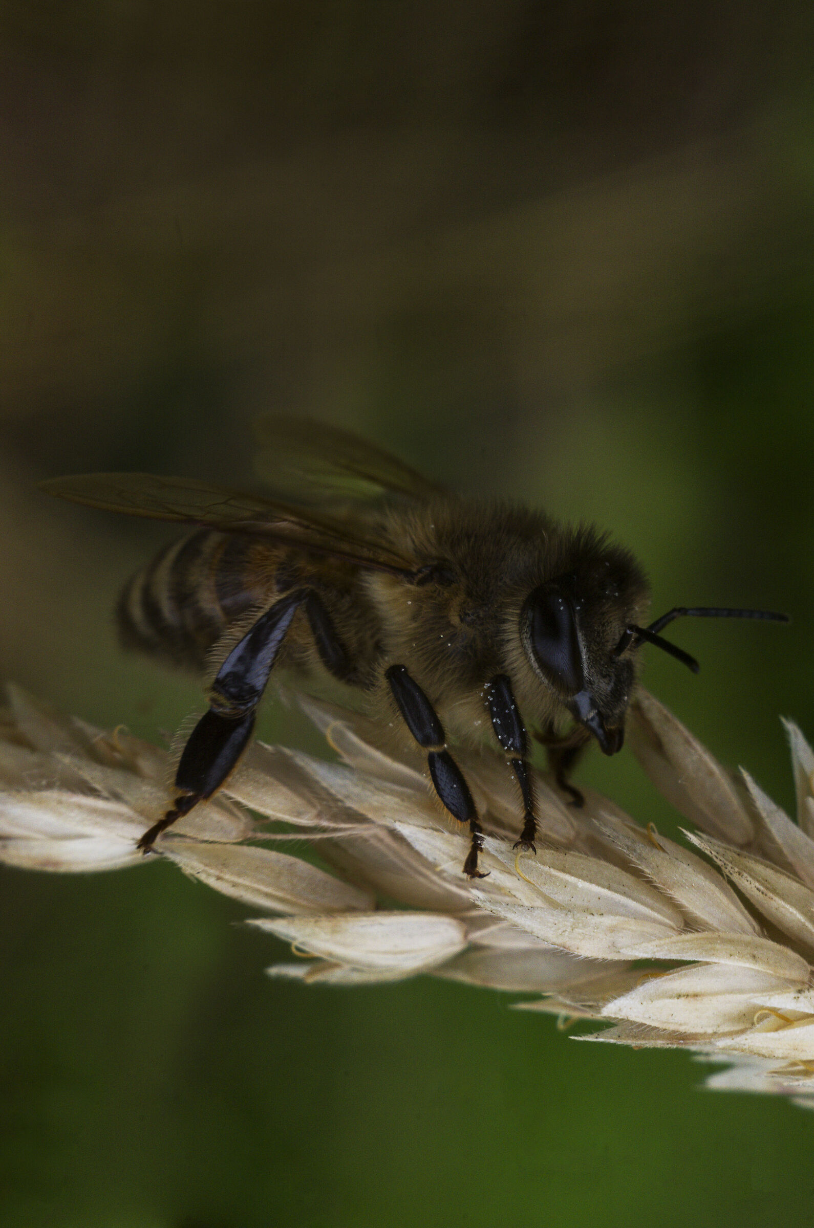 FED Industar 26M 50mm f2.8, Pentax k70