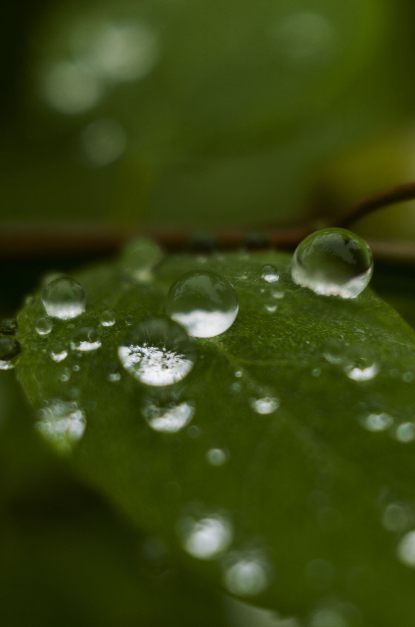 FED Industar 26M 50mm f2.8, Pentax k70