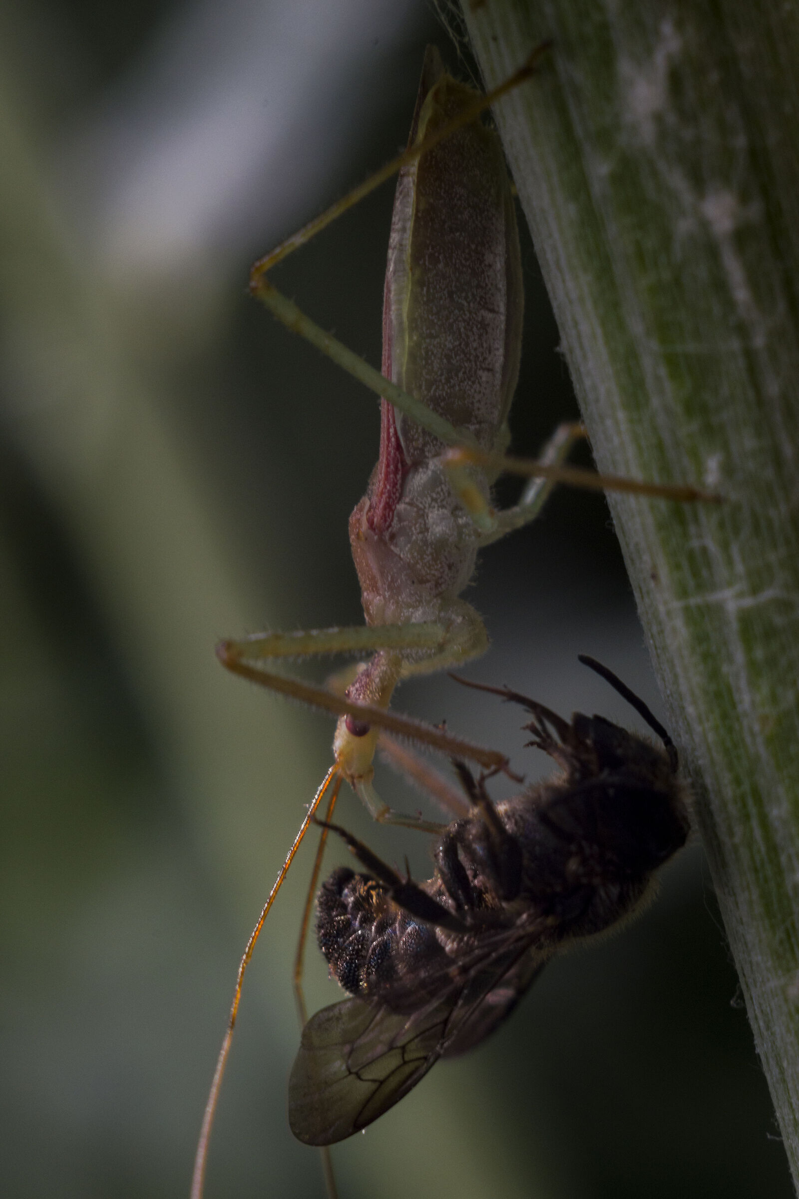 FED Industar 26M 50mm f2.8, Pentax k70