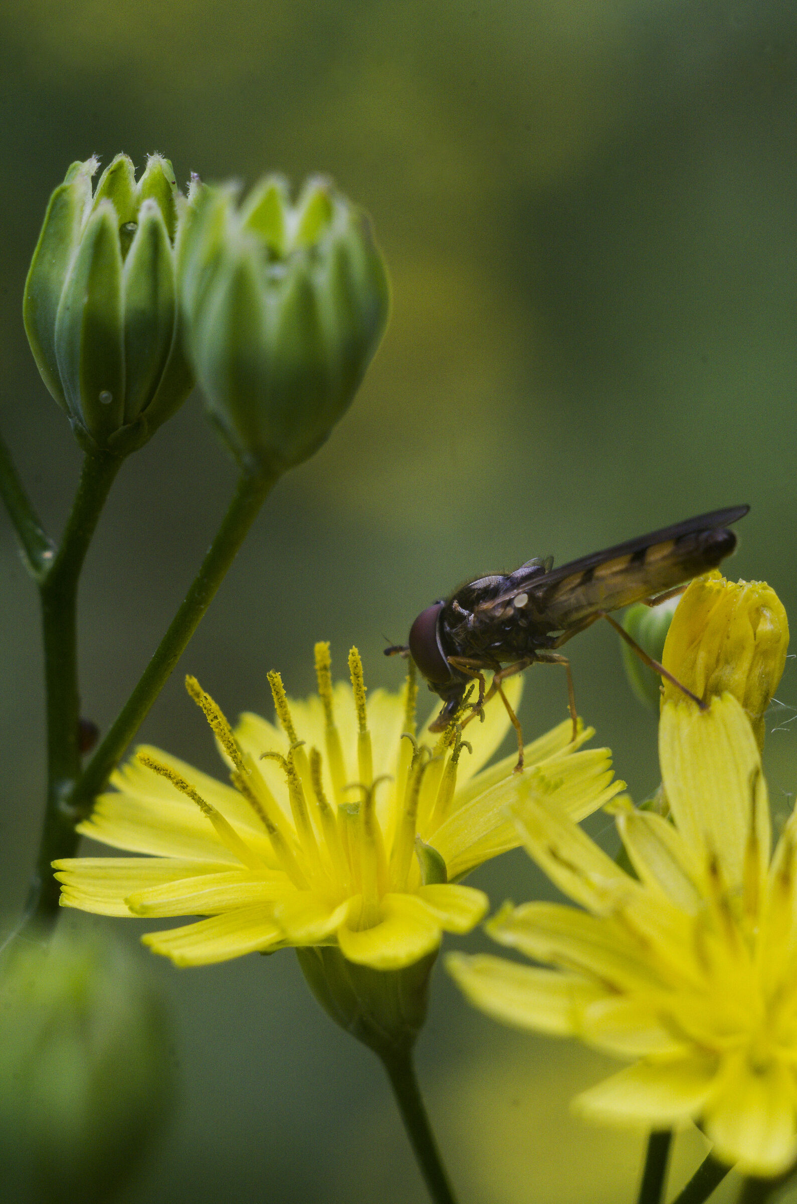 FED Industar 26M 50mm f2.8, Pentax k70