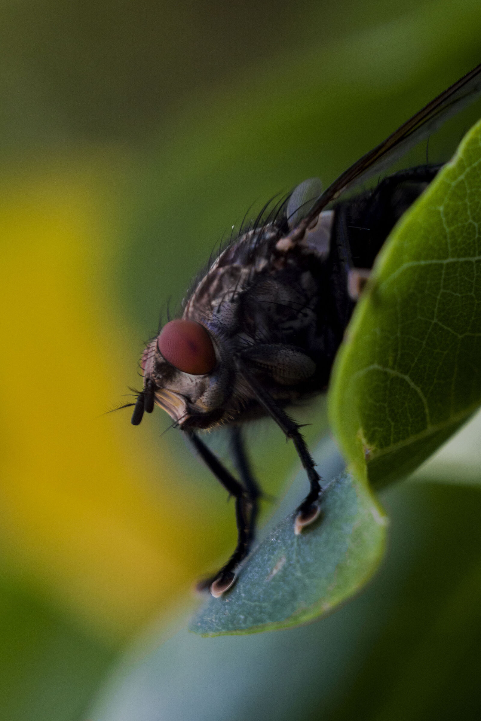 FED Industar 26M 50mm f2.8, Pentax k70