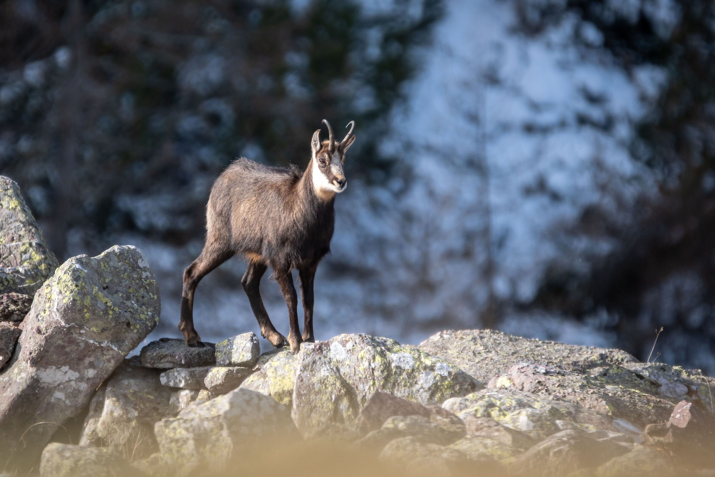 Orobie chamois