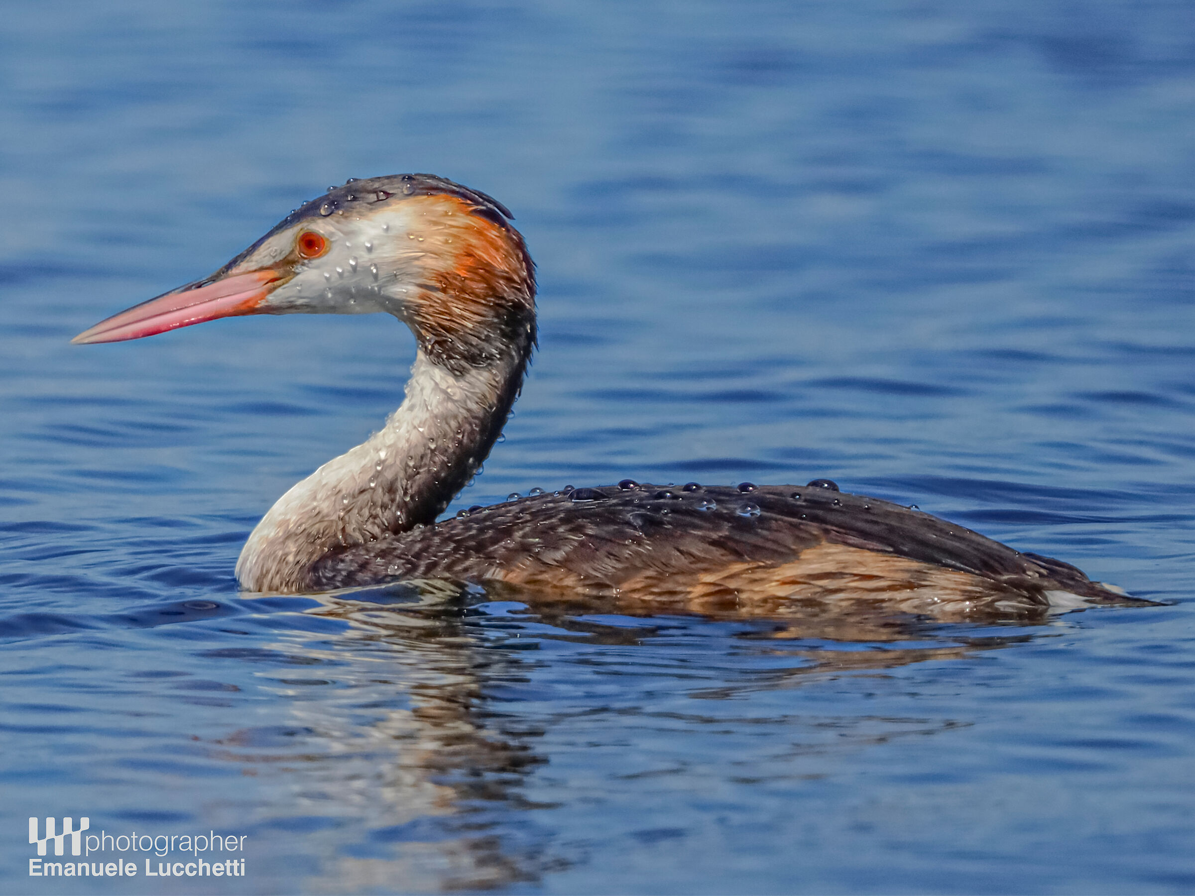 Great crested grebe