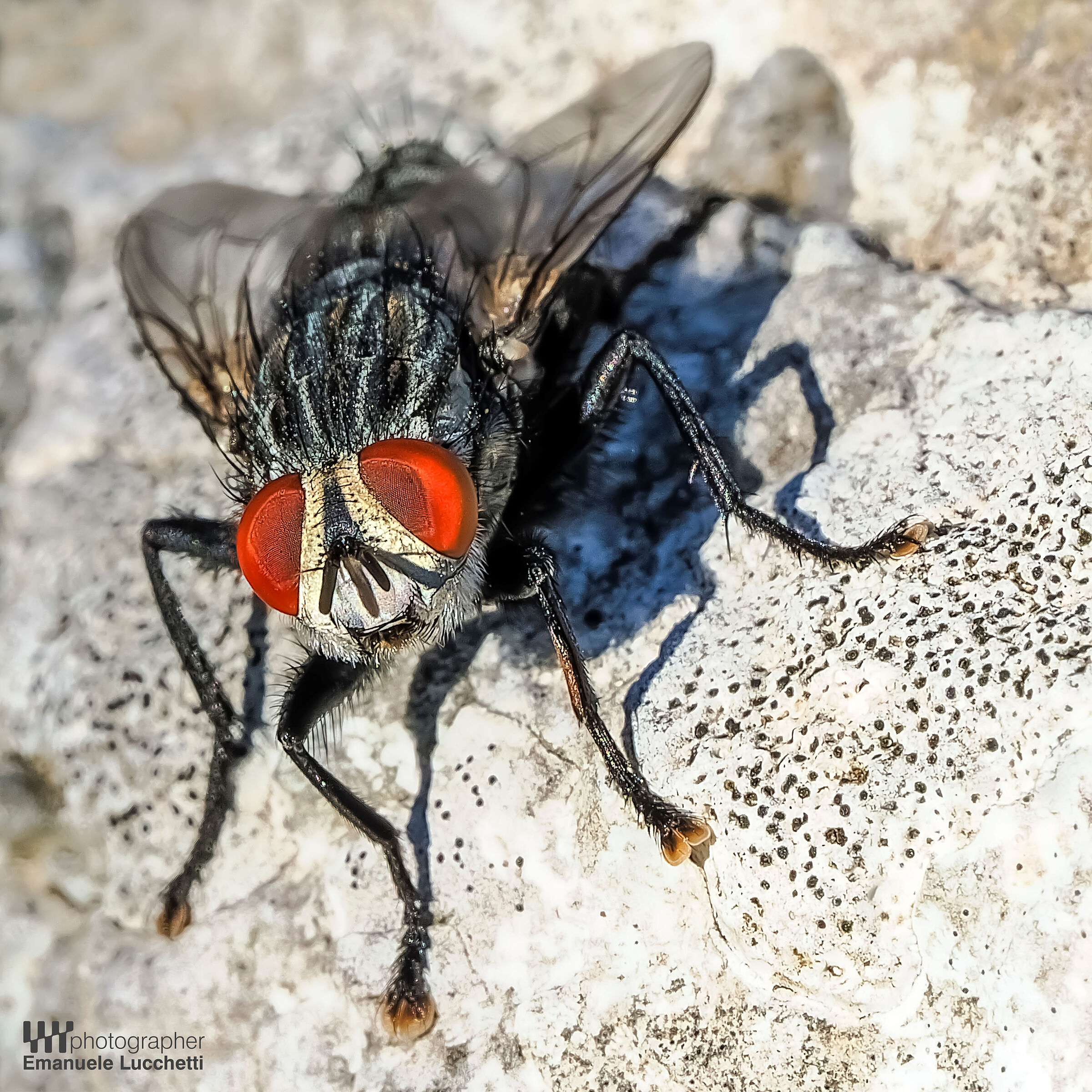 Macro