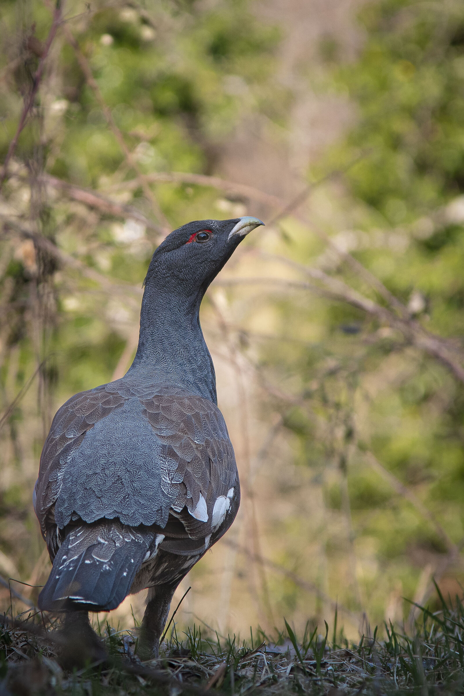 Gallo cedrone