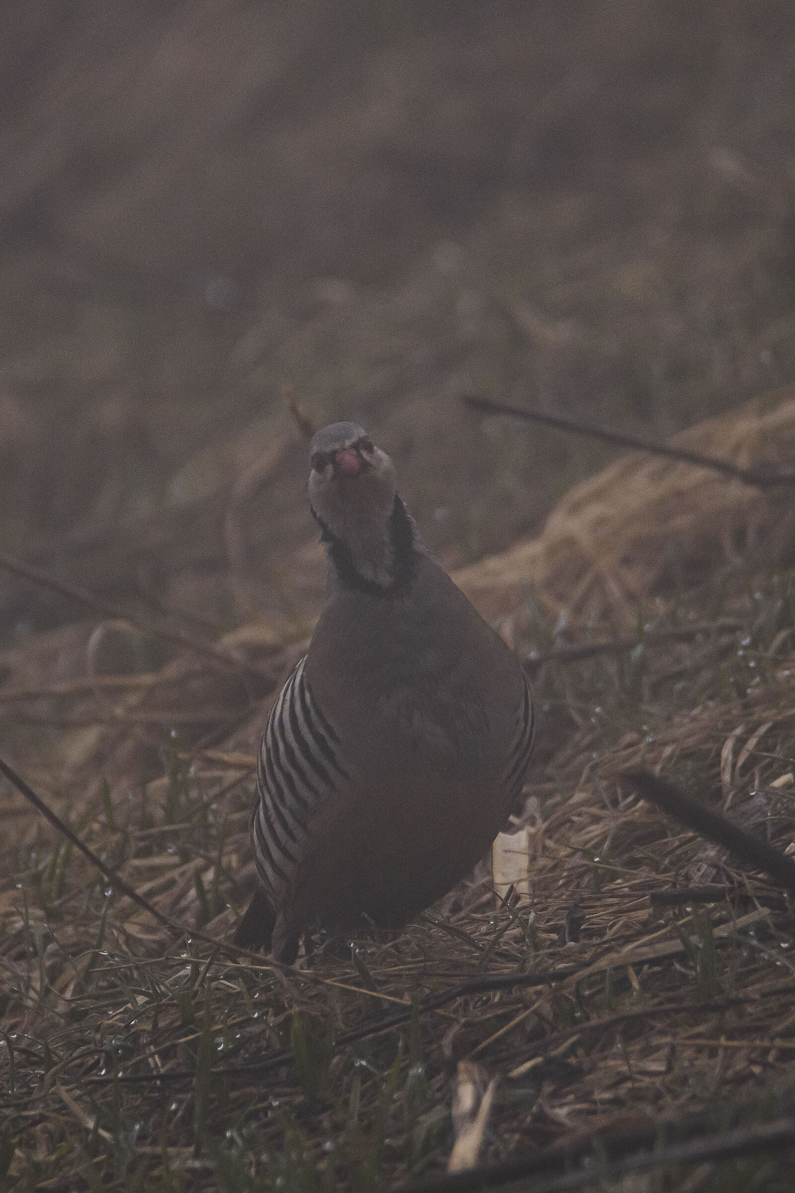 Rock partridge