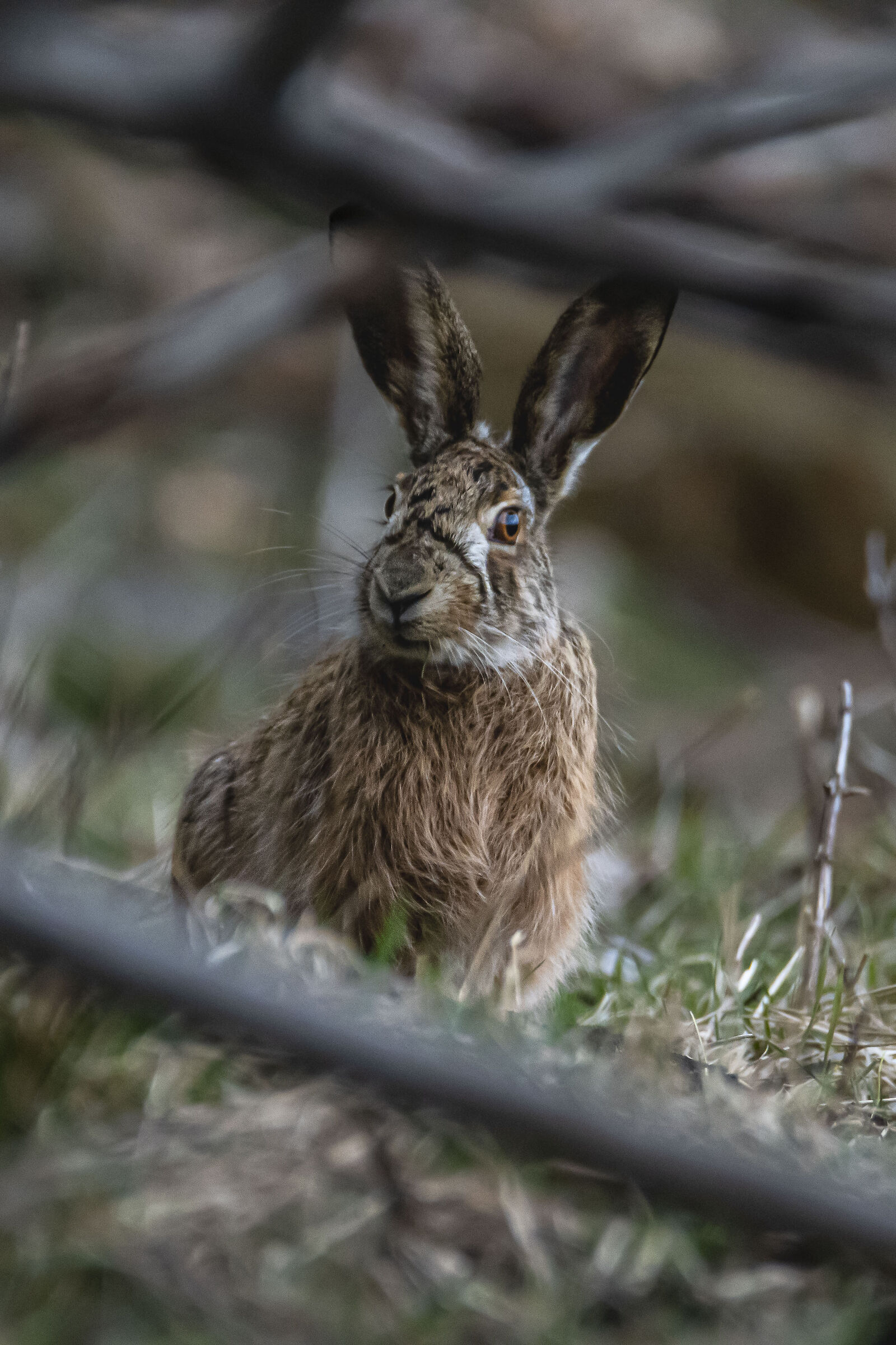 Common hare