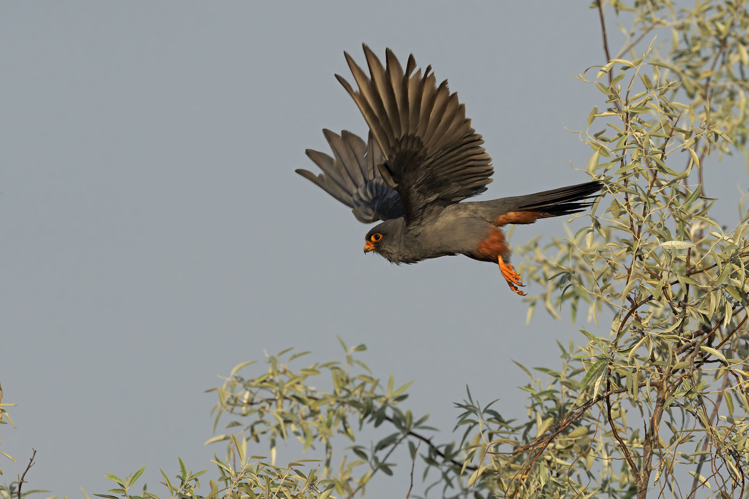 Falco cuculo