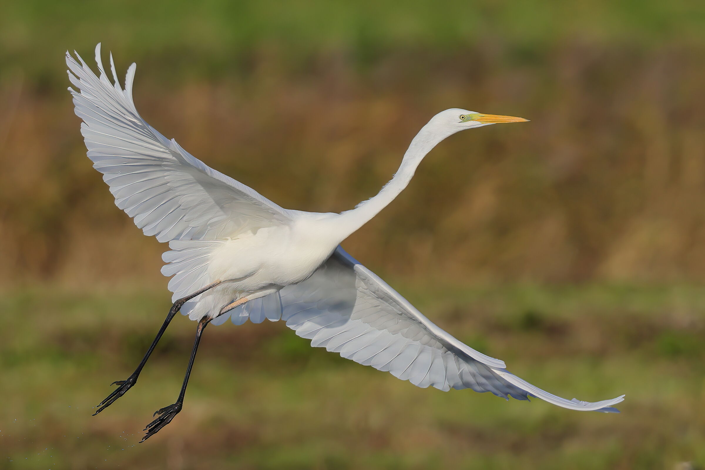 Great white heron