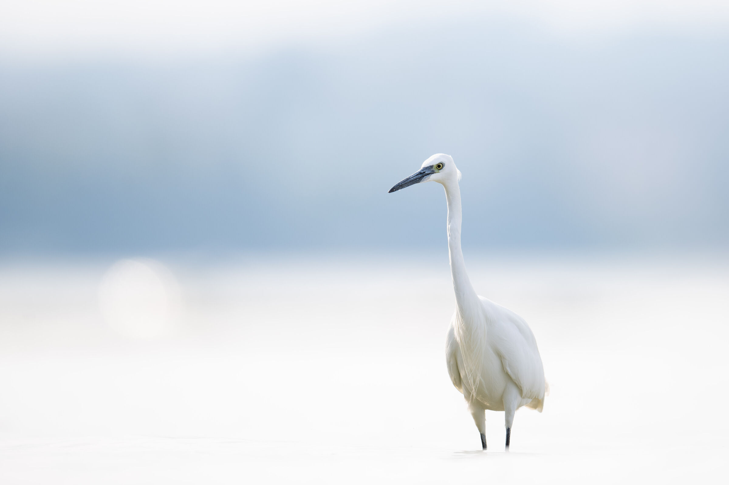 Egret in the clouds