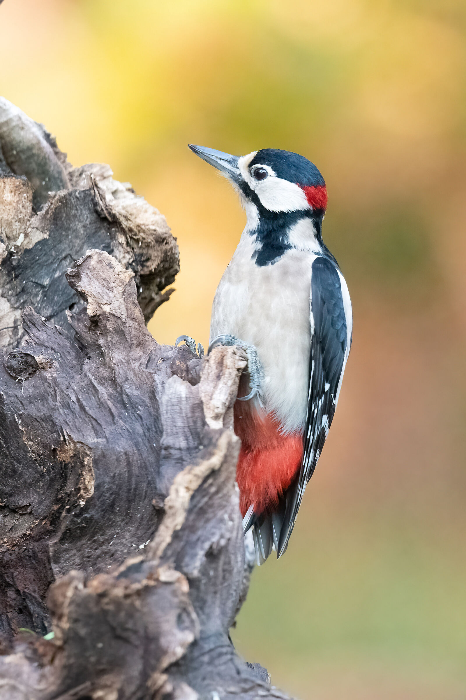 Spotted woodpecker