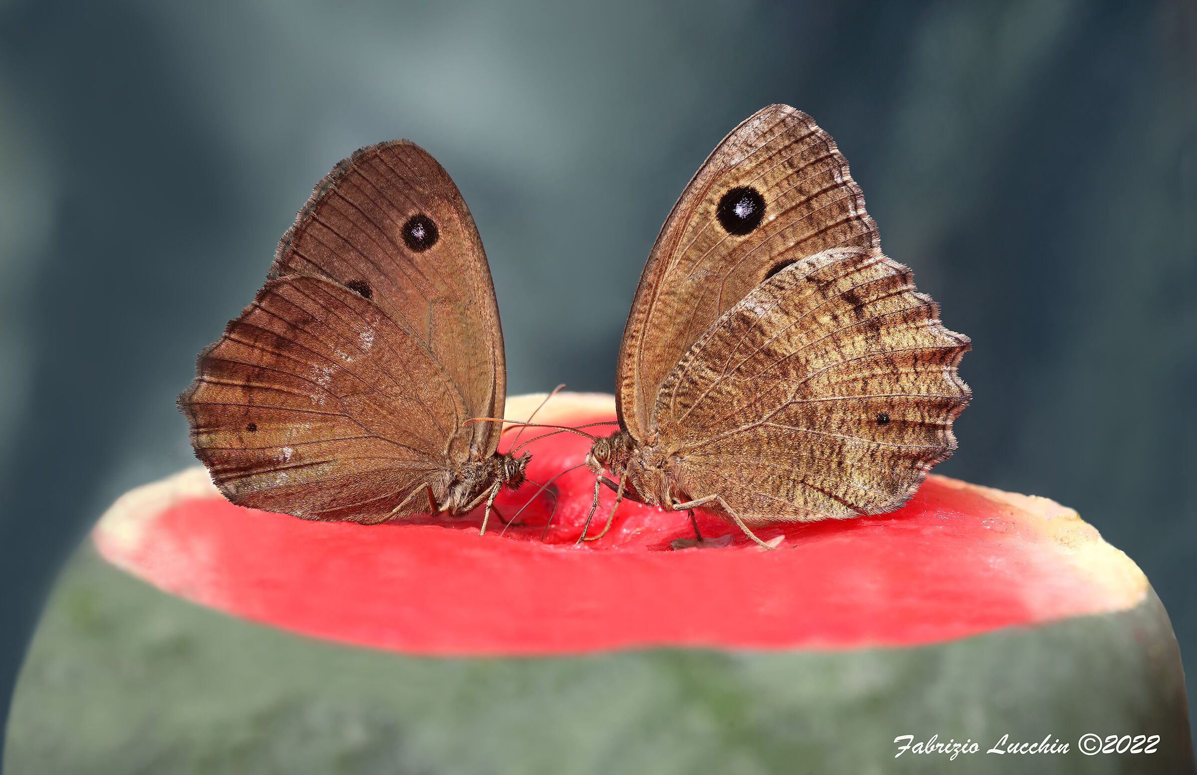 Minois dryas (es. maschio e femmina)