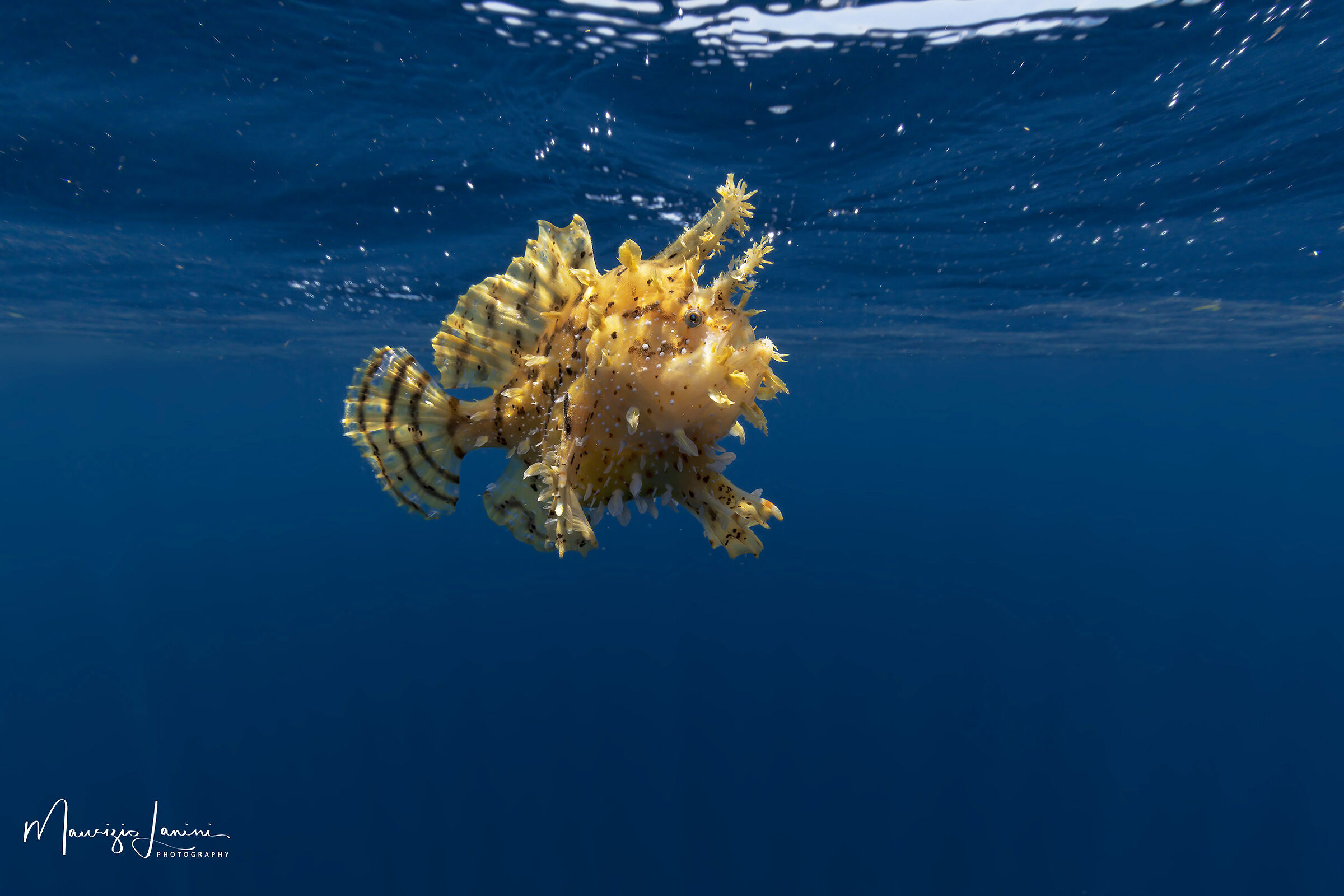 Frog fish dei Sargassi