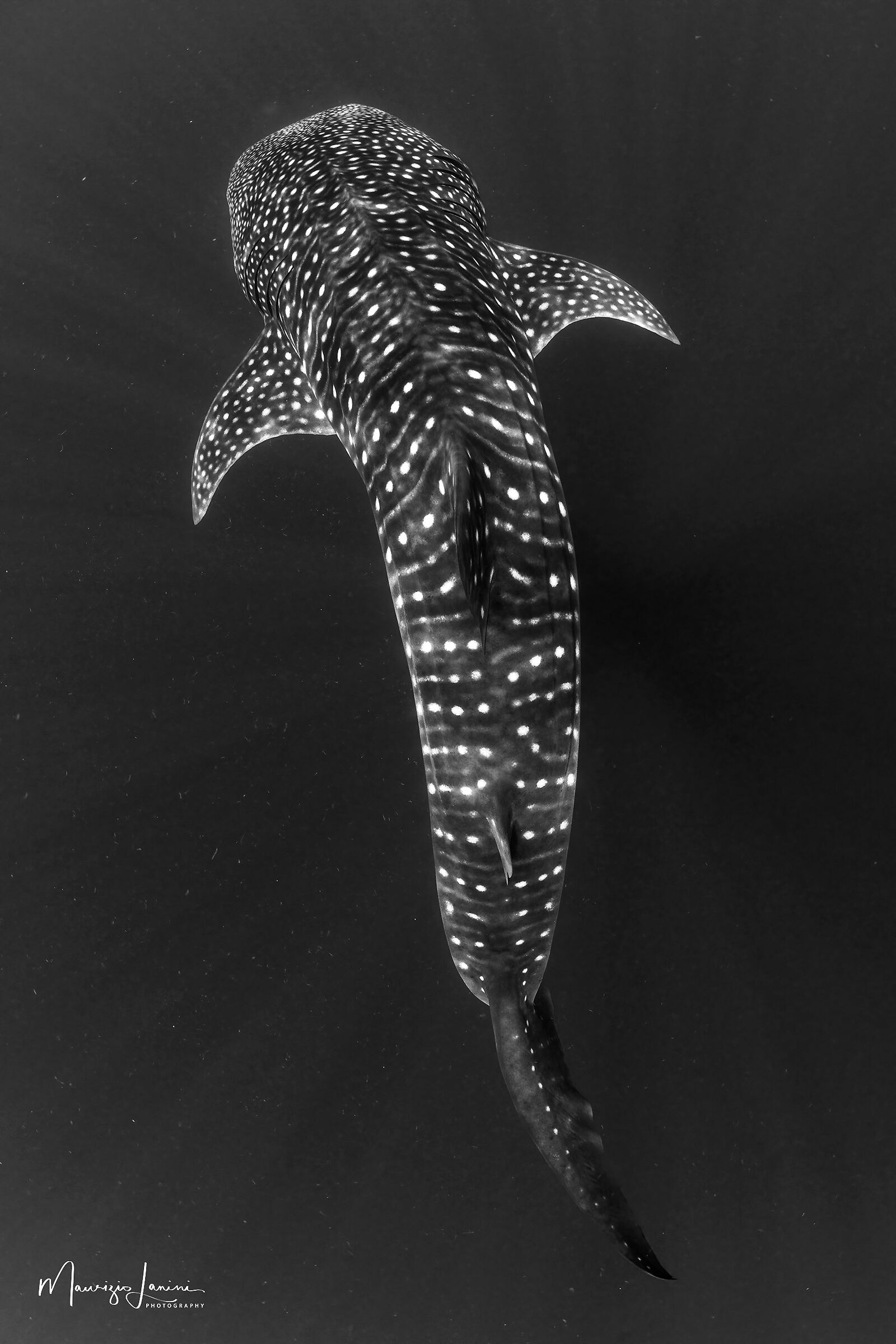 Whale shark