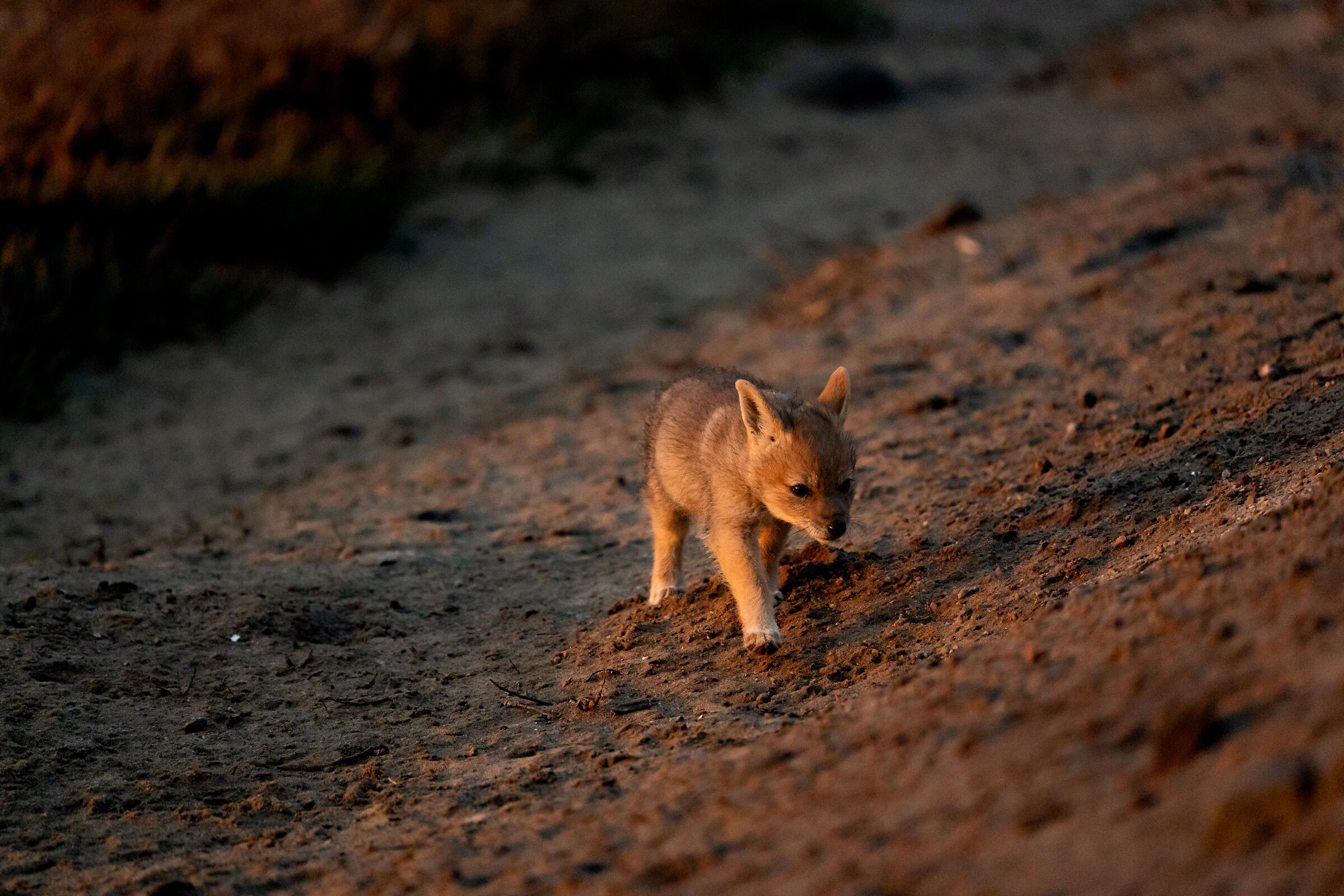 jackals at sunset