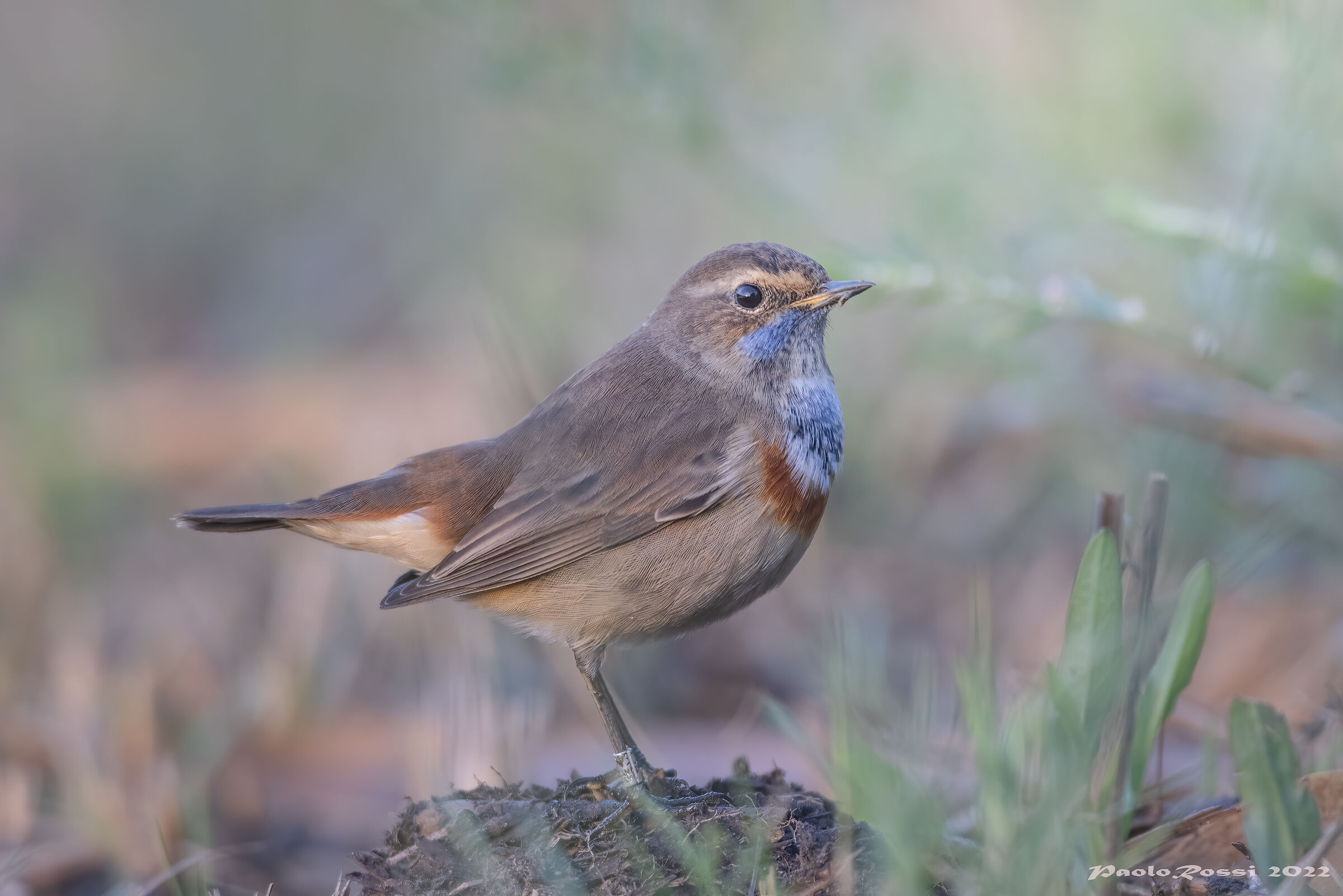 Bluethroat...