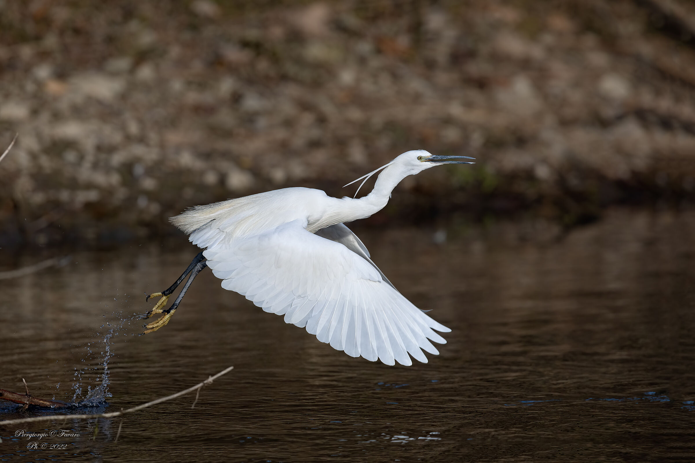 Egret