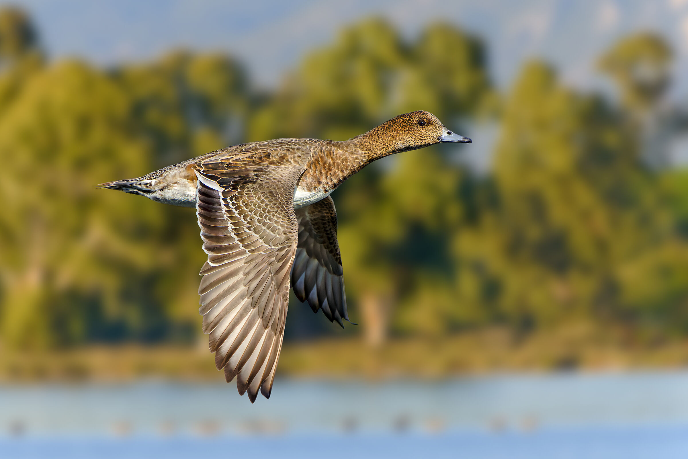 Wigeon in flight over Lake Fogliano