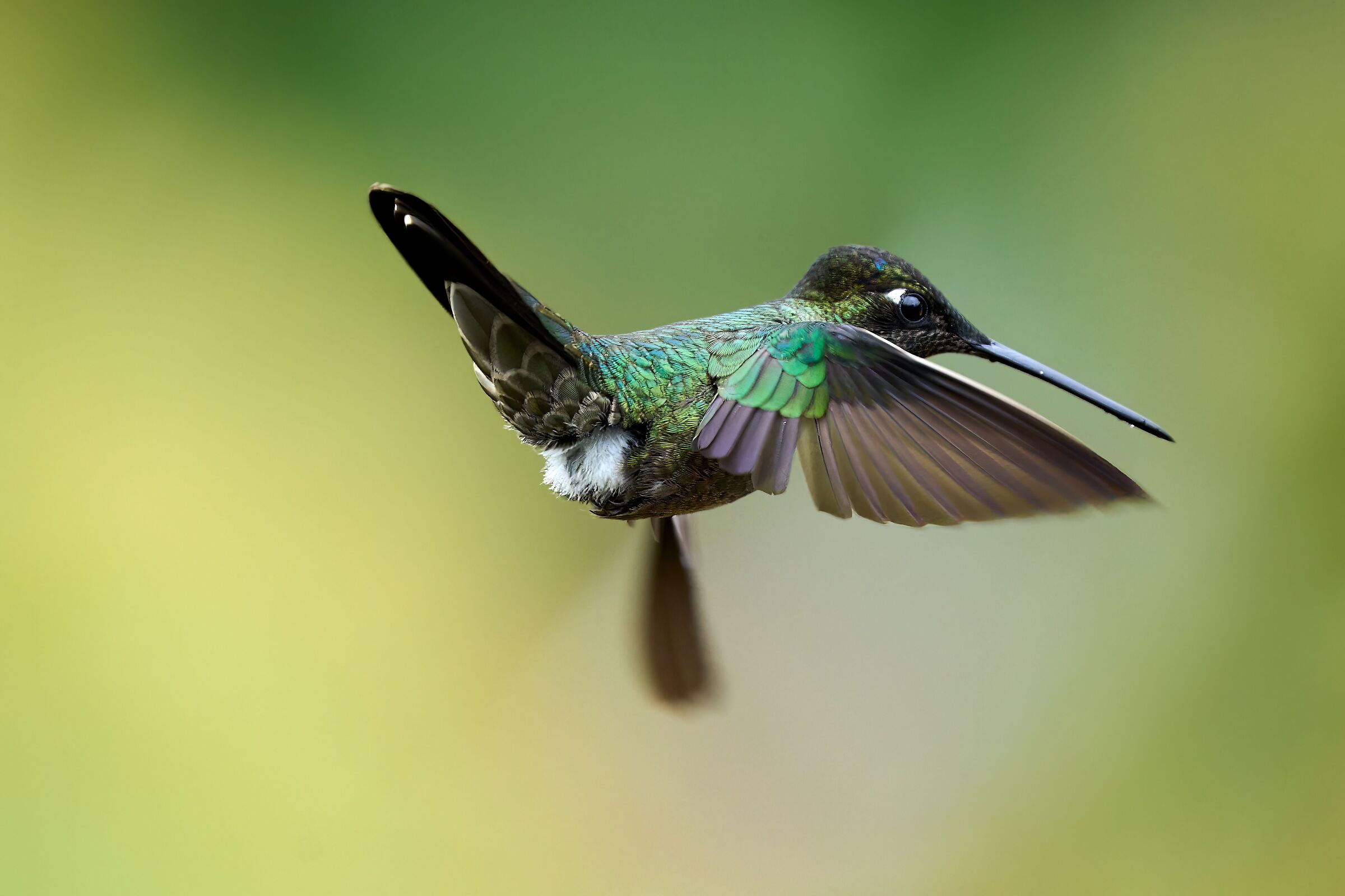 Hummingbird - Costa Rica 2022