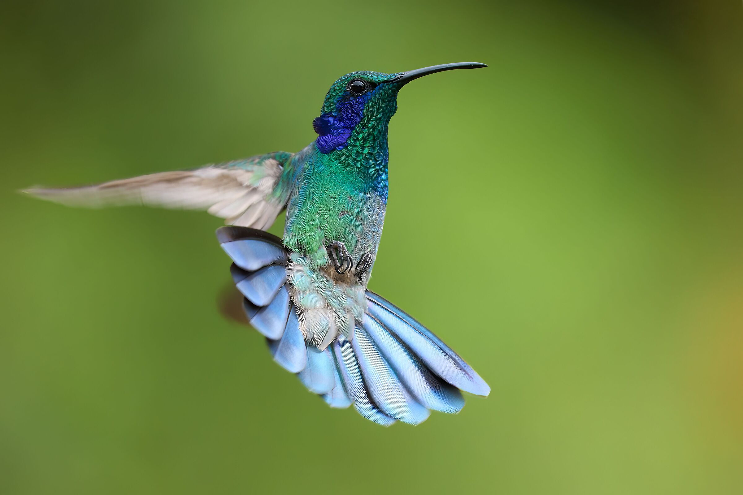 Hummingbird - Costa Rica 2022