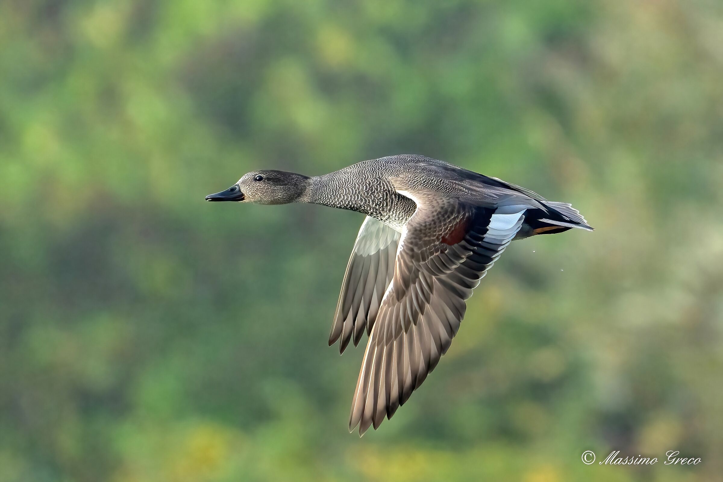 Canapiglia (Mareca strepera)