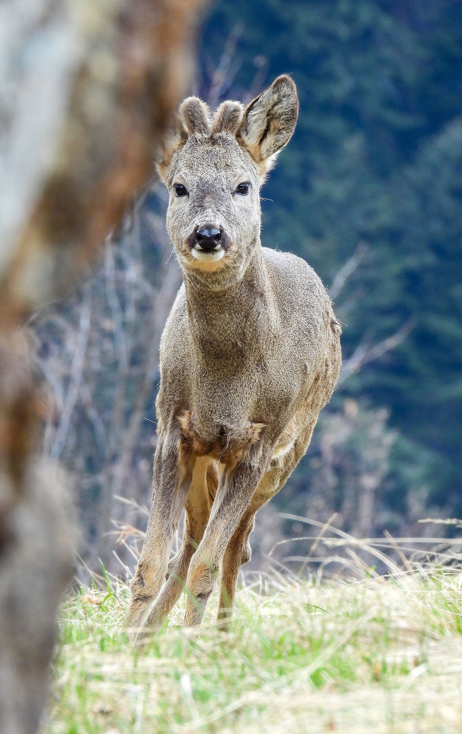 Roe deer