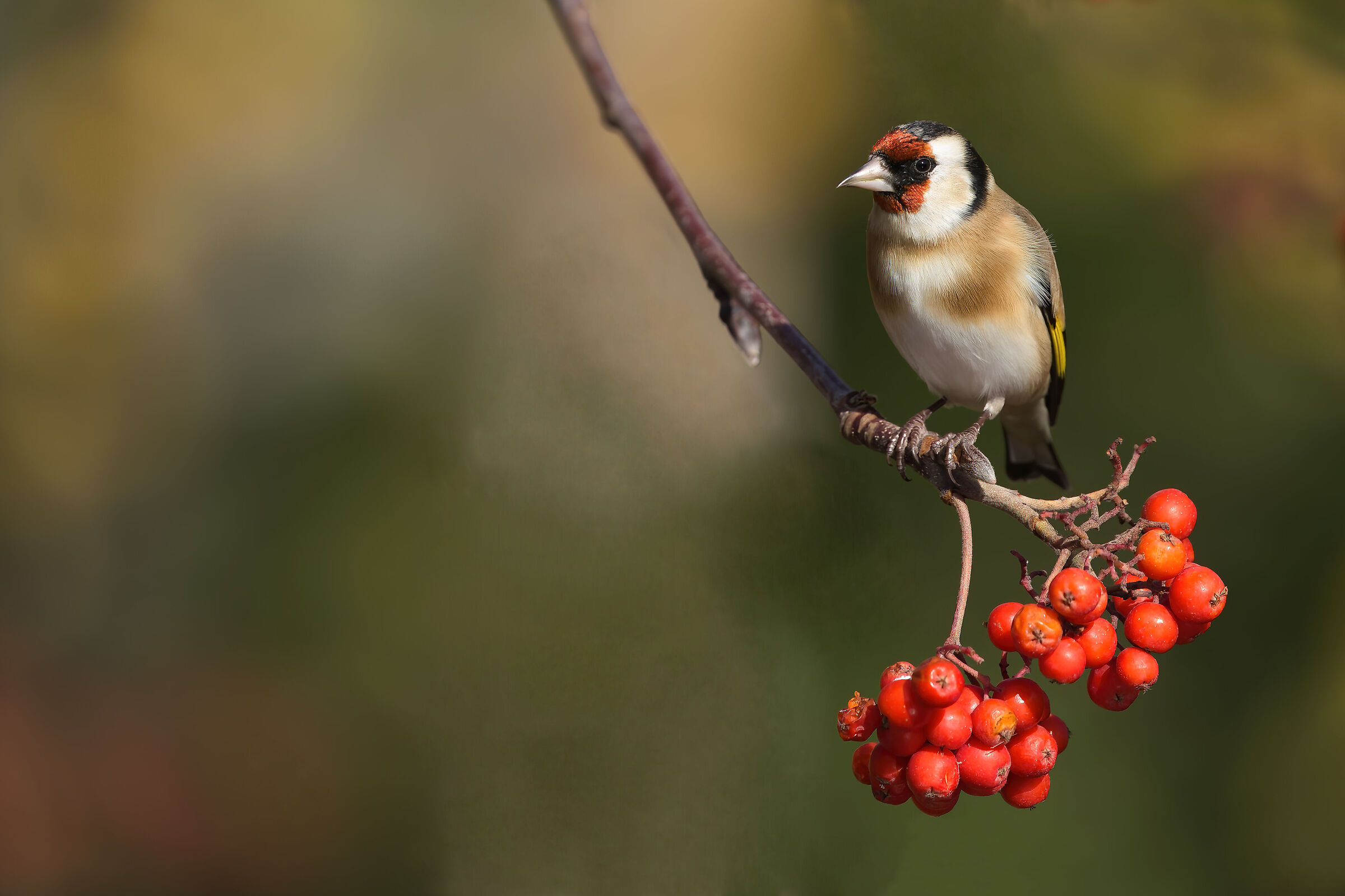 Goldfinch