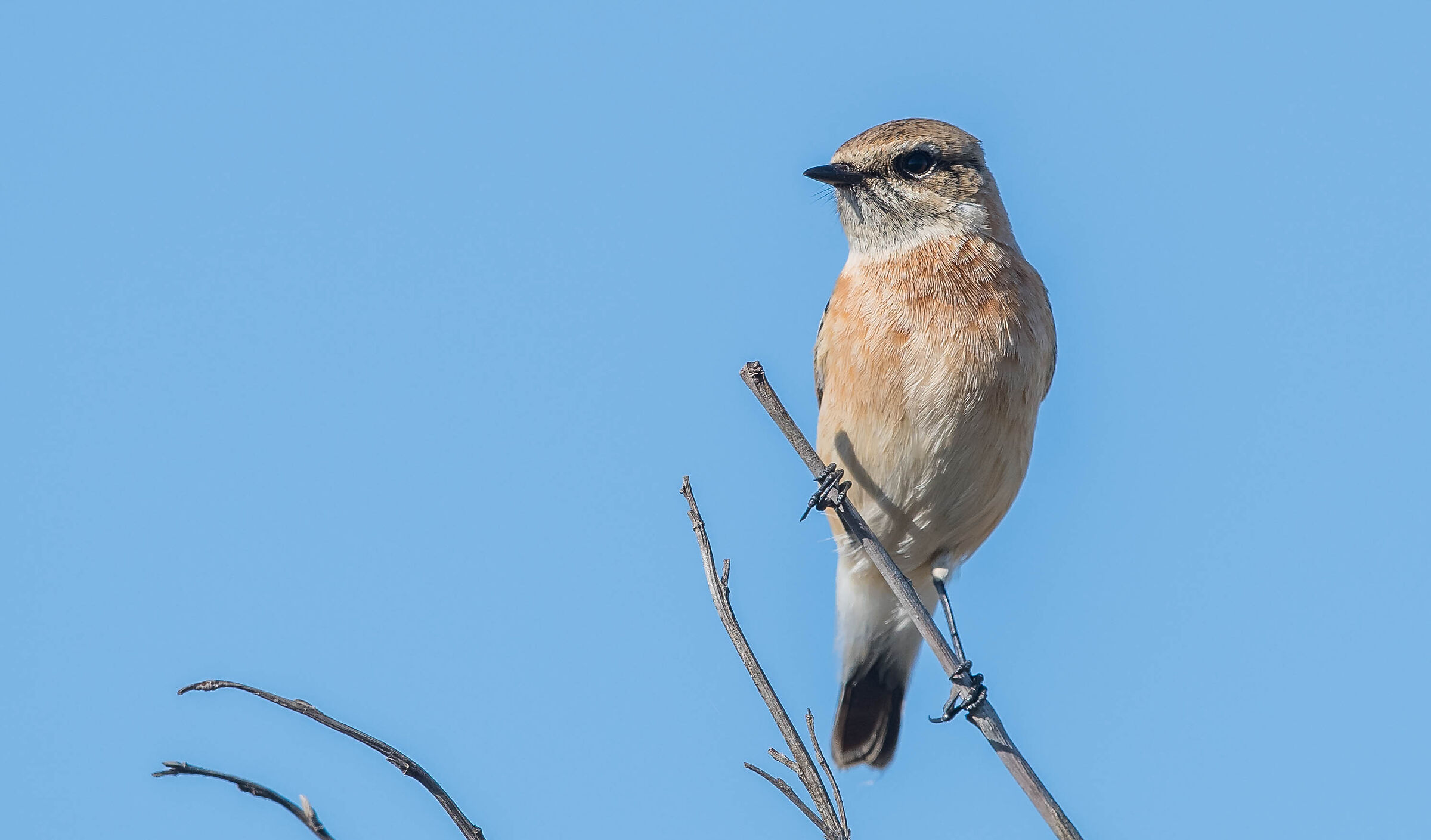 saltinpalo siberiano